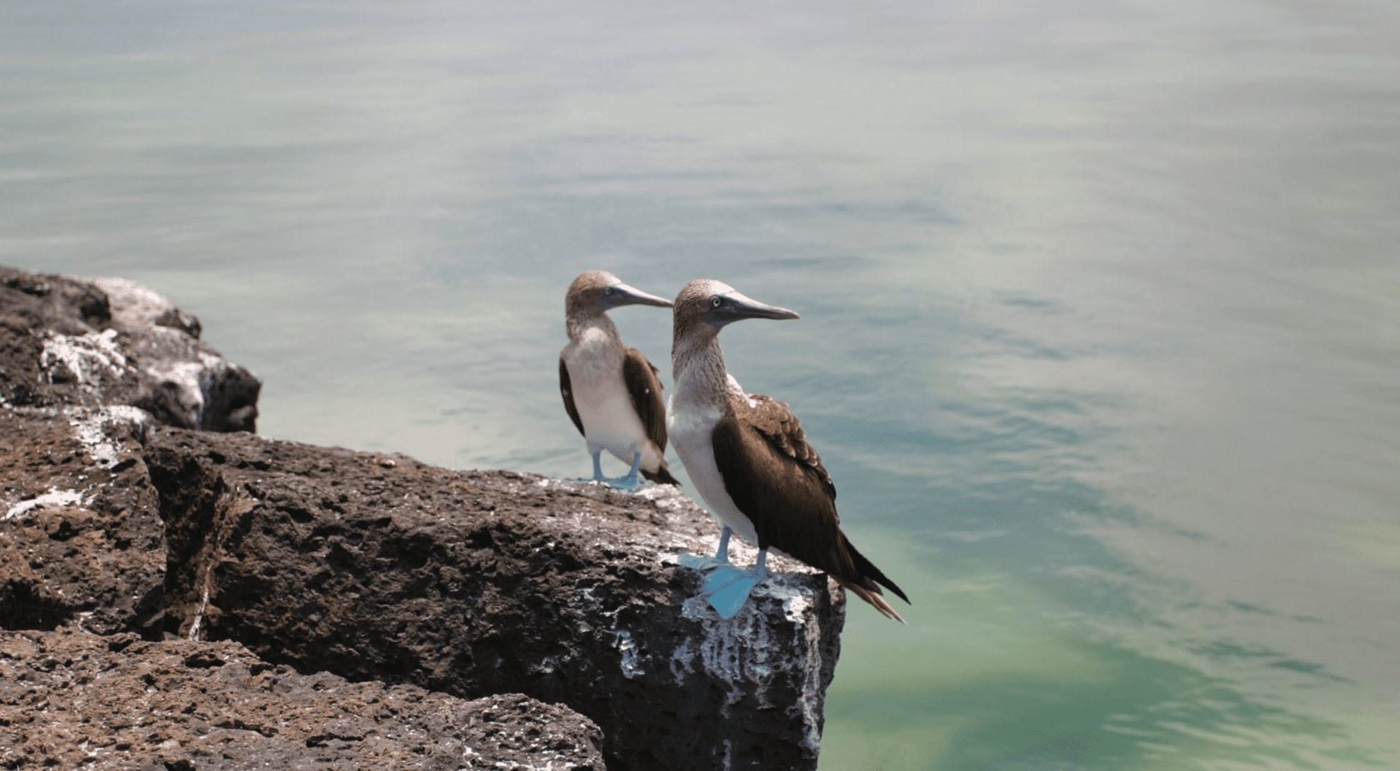 galapagos blue boobies galapagos-blue-boobies