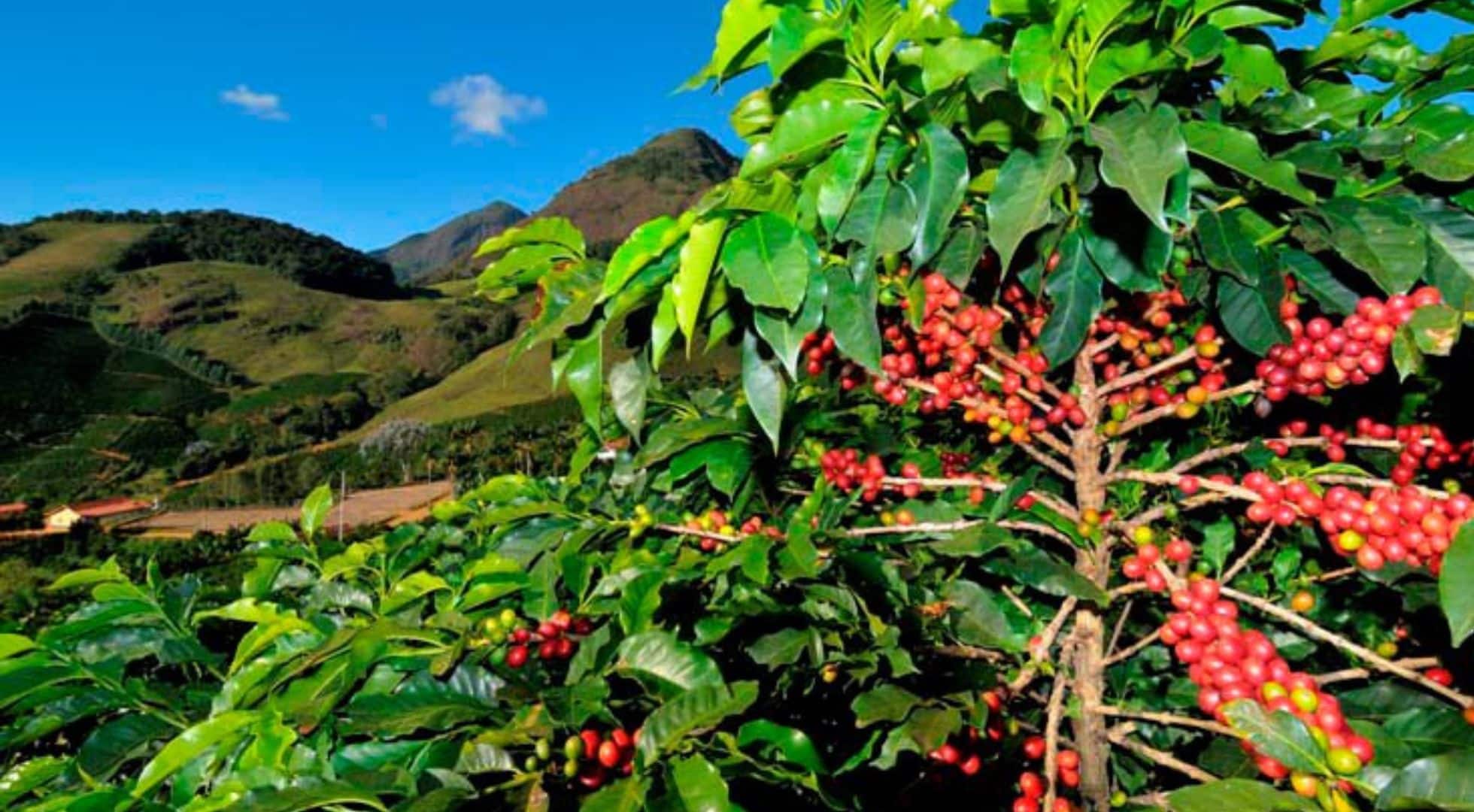 Coffee Travel Brazil