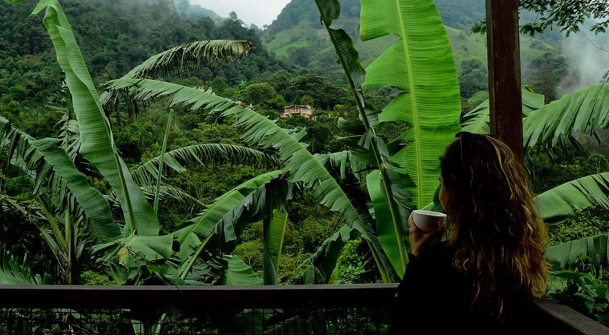 Colombiancoffeeplantation Coffee Travel Colombia