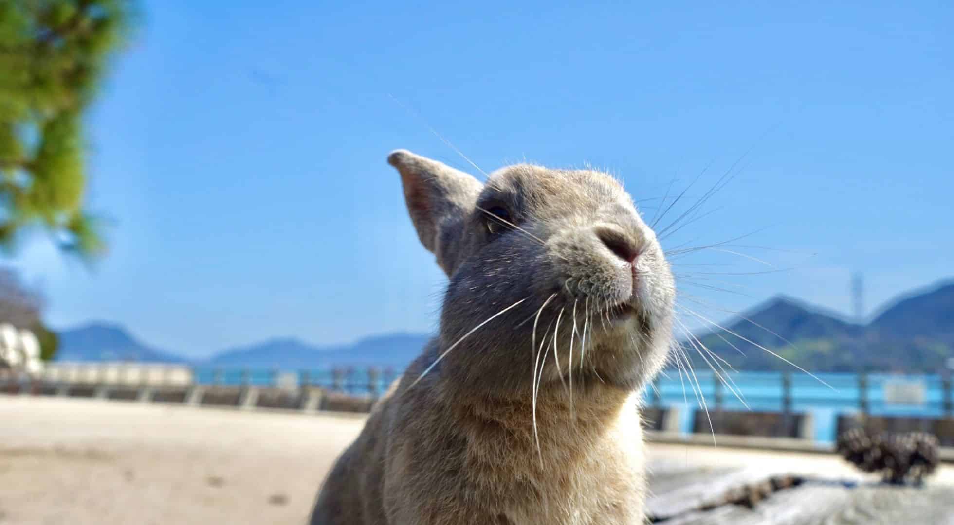 RabbitIsland Japan rabbit_related_destinations