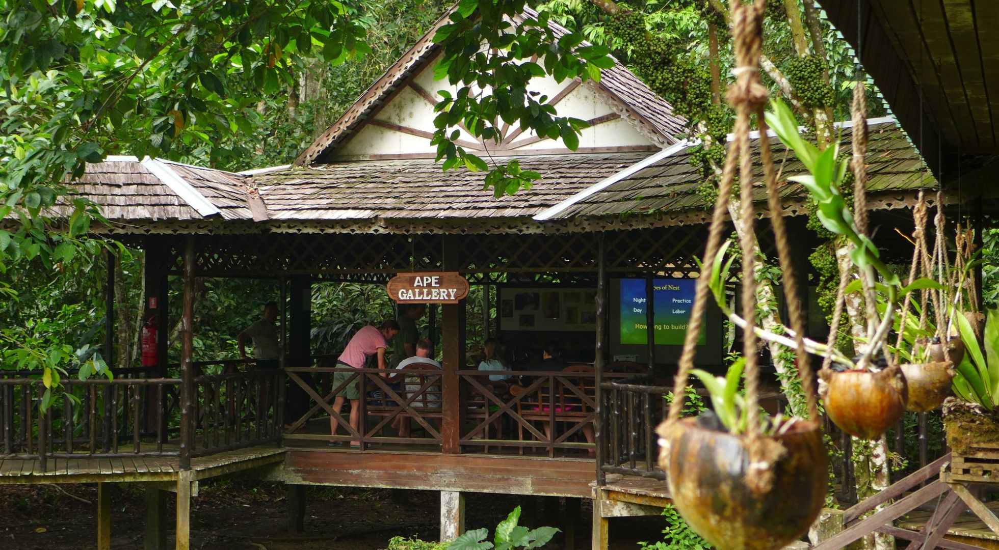 ApeGallerySukauRainforestLodge Eco-Friendly Accommodation in Sabah, Malaysia