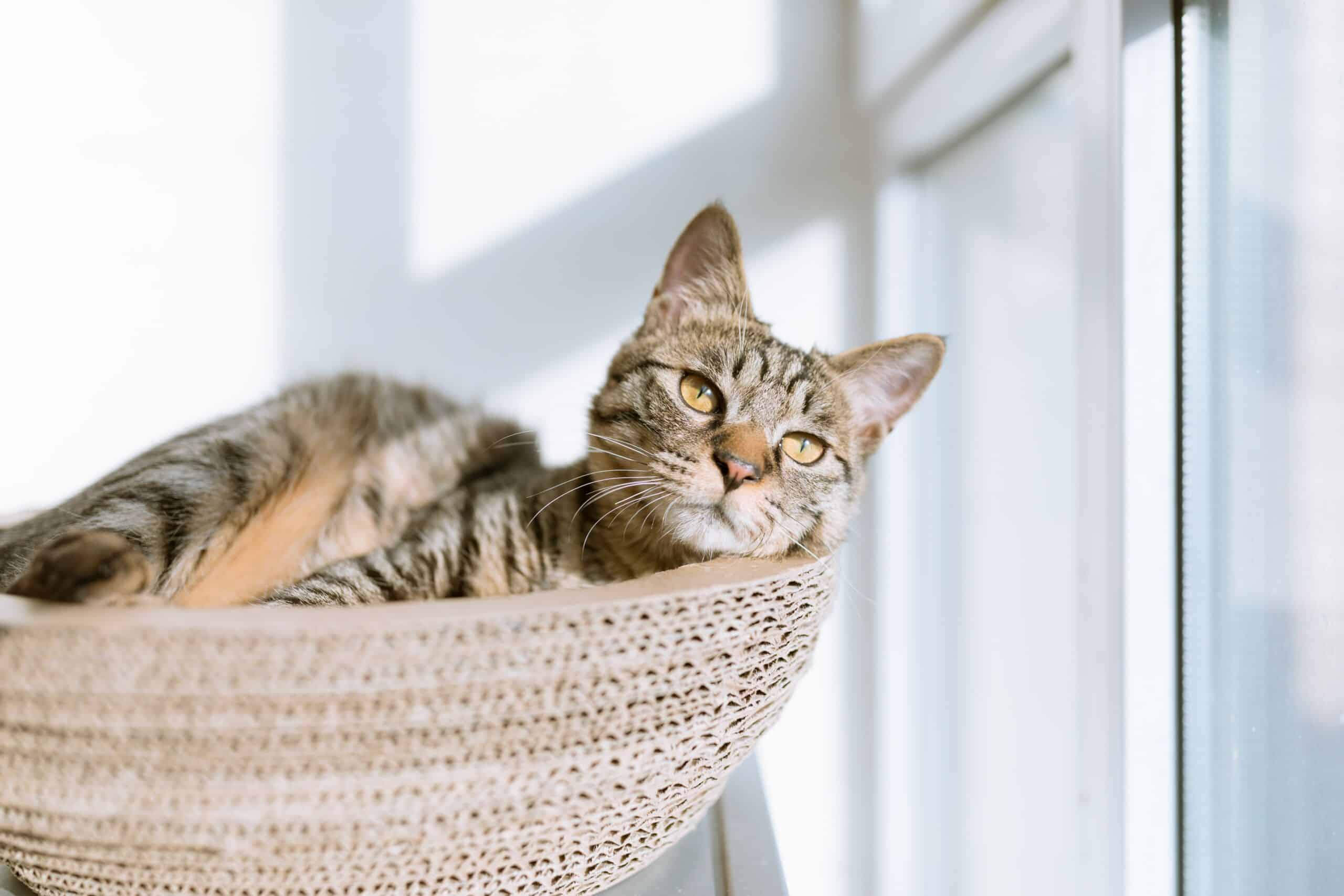 Catholidaytravel scaled Pet-Friendly Holiday: Top Tips