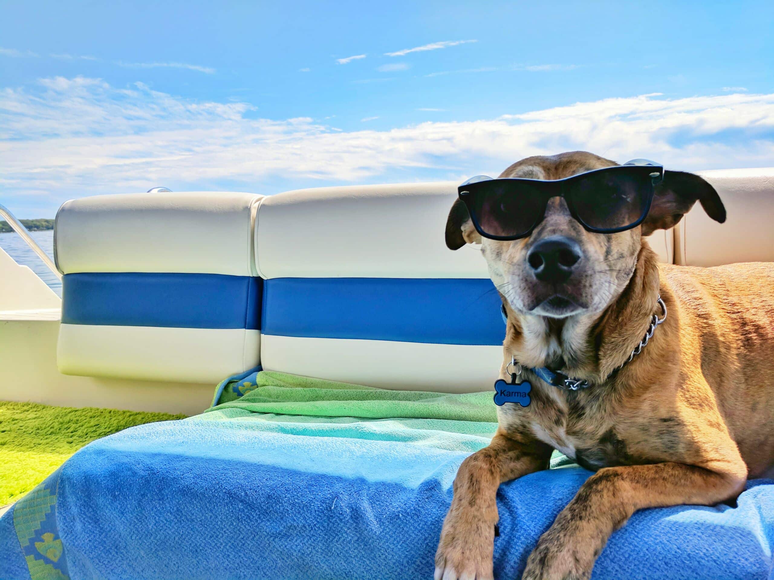 Pet-Friendly Holiday: Take the pets with you on your next holiday