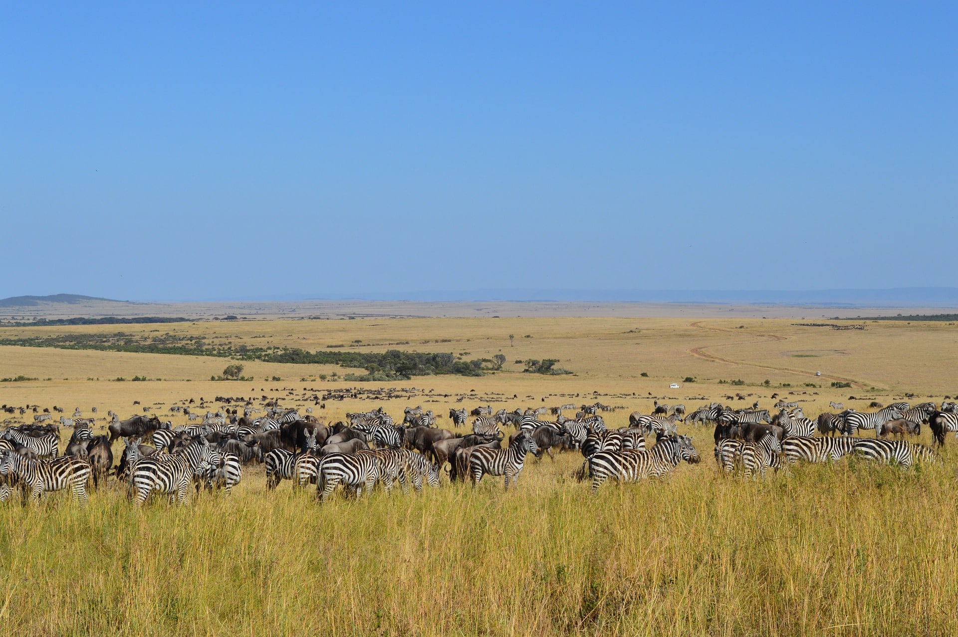 Safari Africa Zebras Crossing