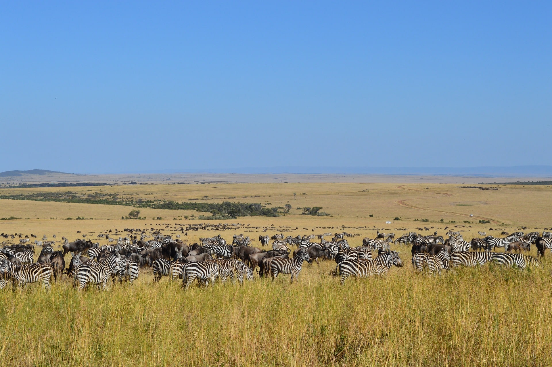 Safari Africa Zebras Safari Africa Zebras Crossing