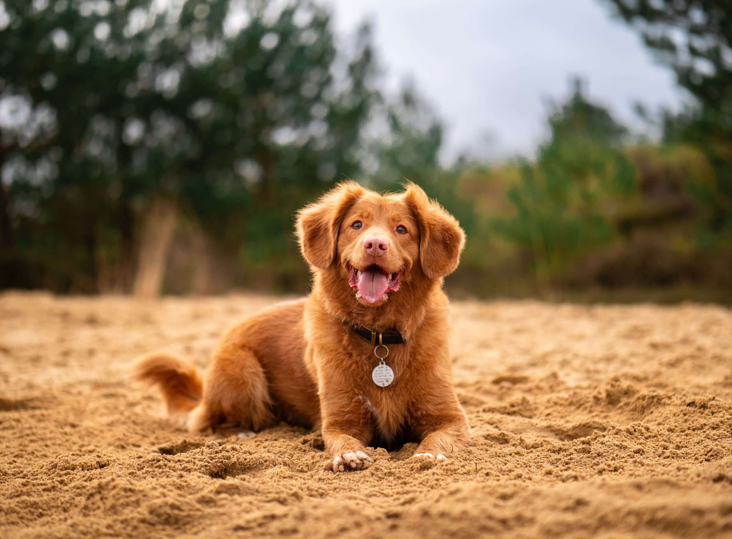 dogpetholiday scaled Everything you need to know to prepare for a pet-friendly holiday