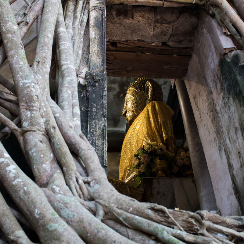maeklong-marvels-htt-baan-kornn-buddha-tree Baan Kornn: Soul of Thai hospitality, Wat Bang Kung - the bayan tree