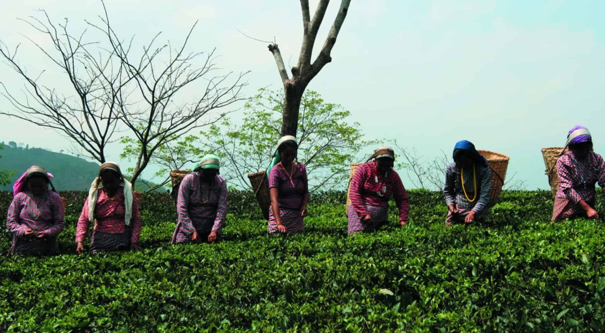 tea holiday-glenburn-darjeeling