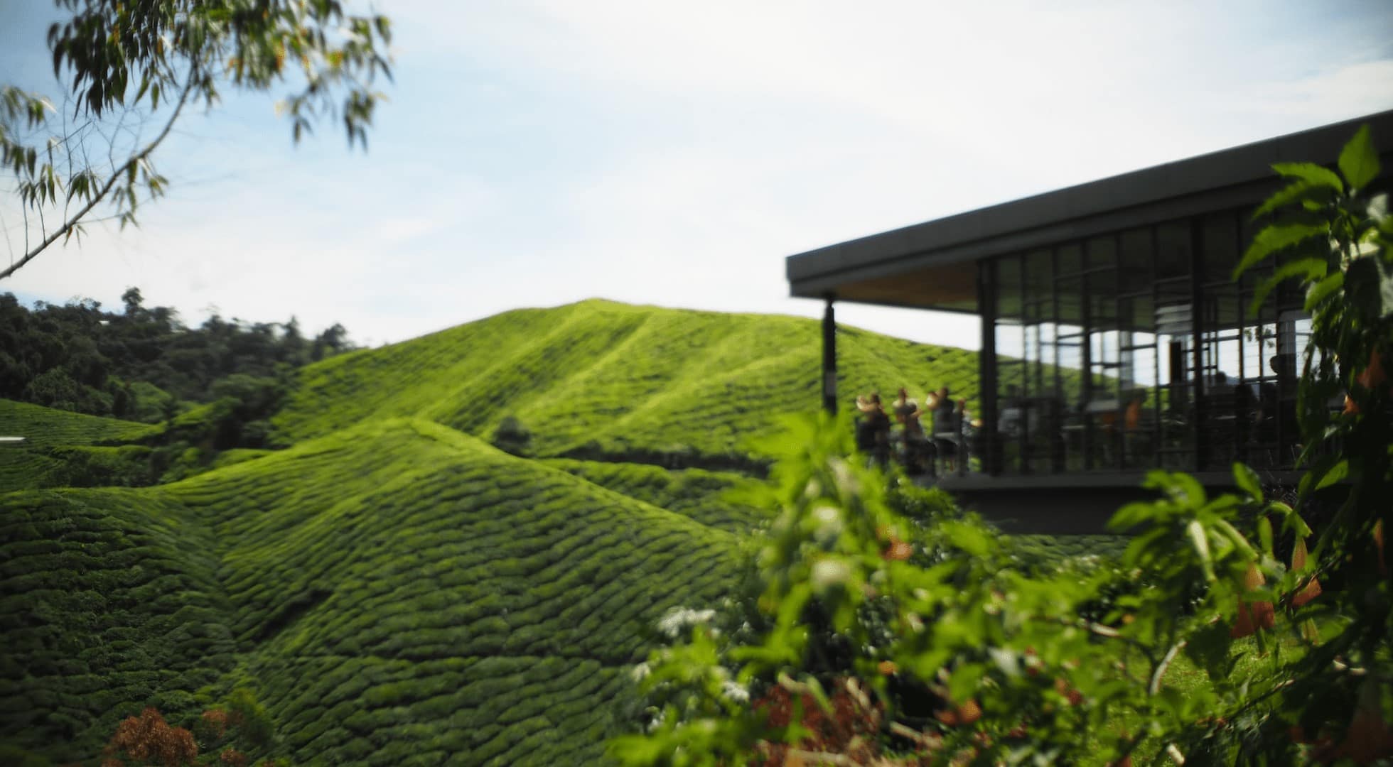 tea tourism-cameron highlands-malaysia