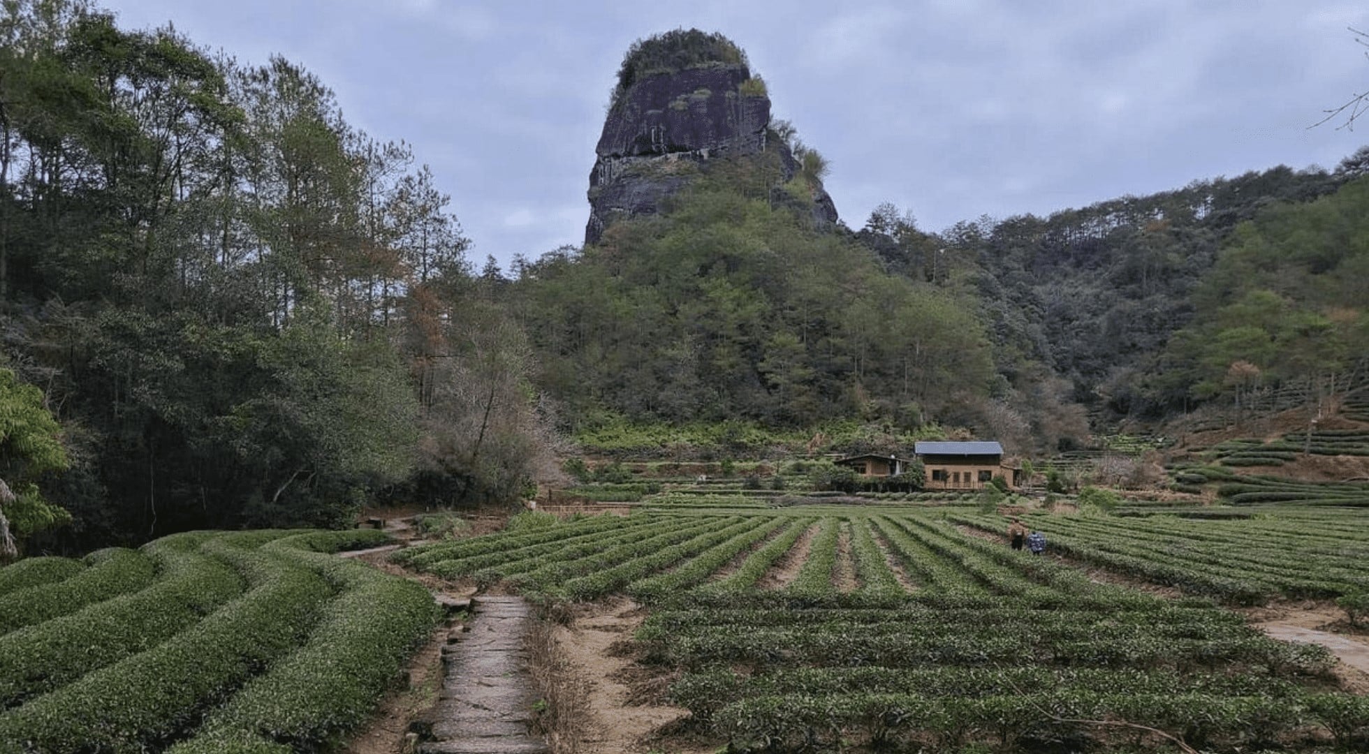 tea trip-china-wuyi mountain