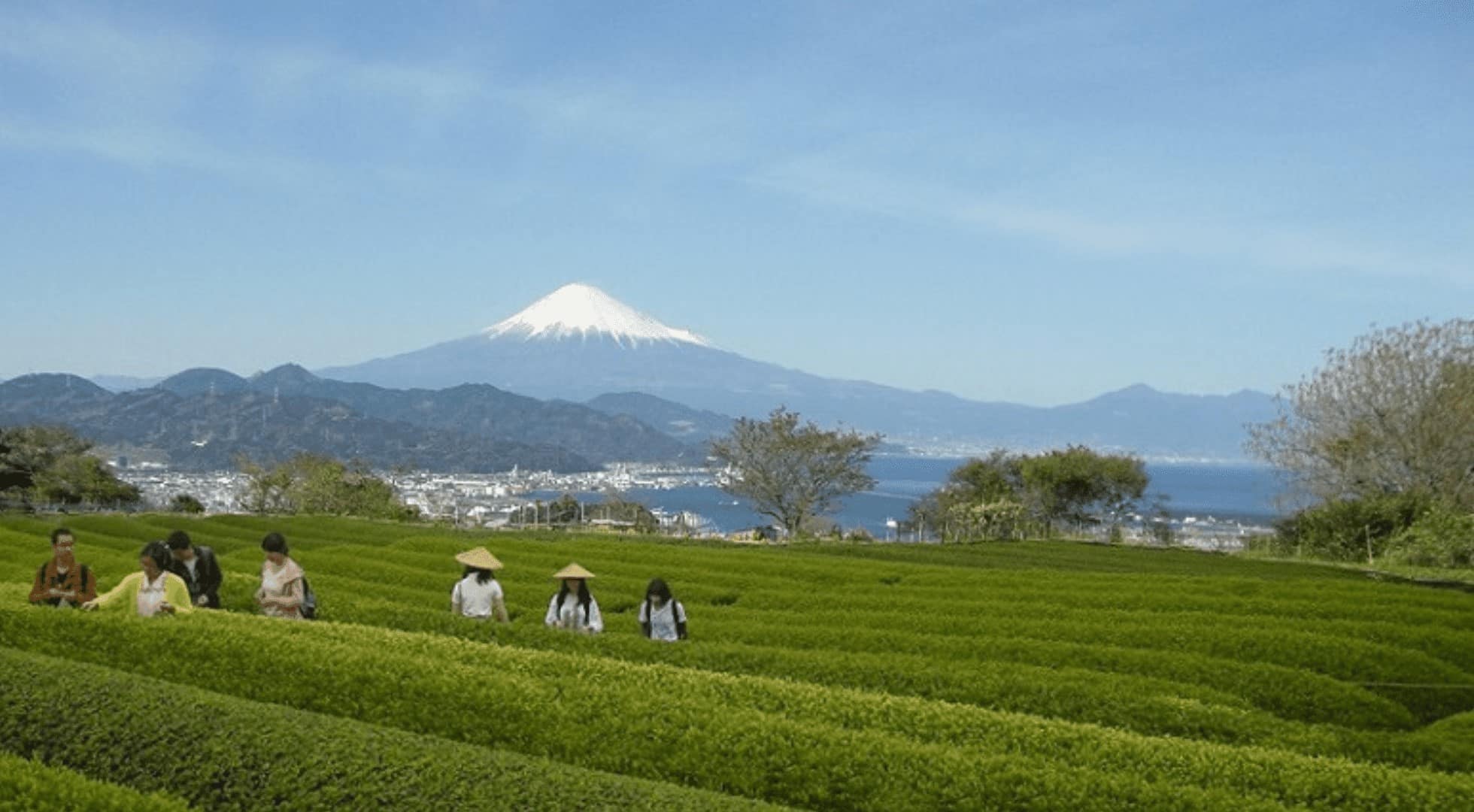 tea trip -japan-shizuoka