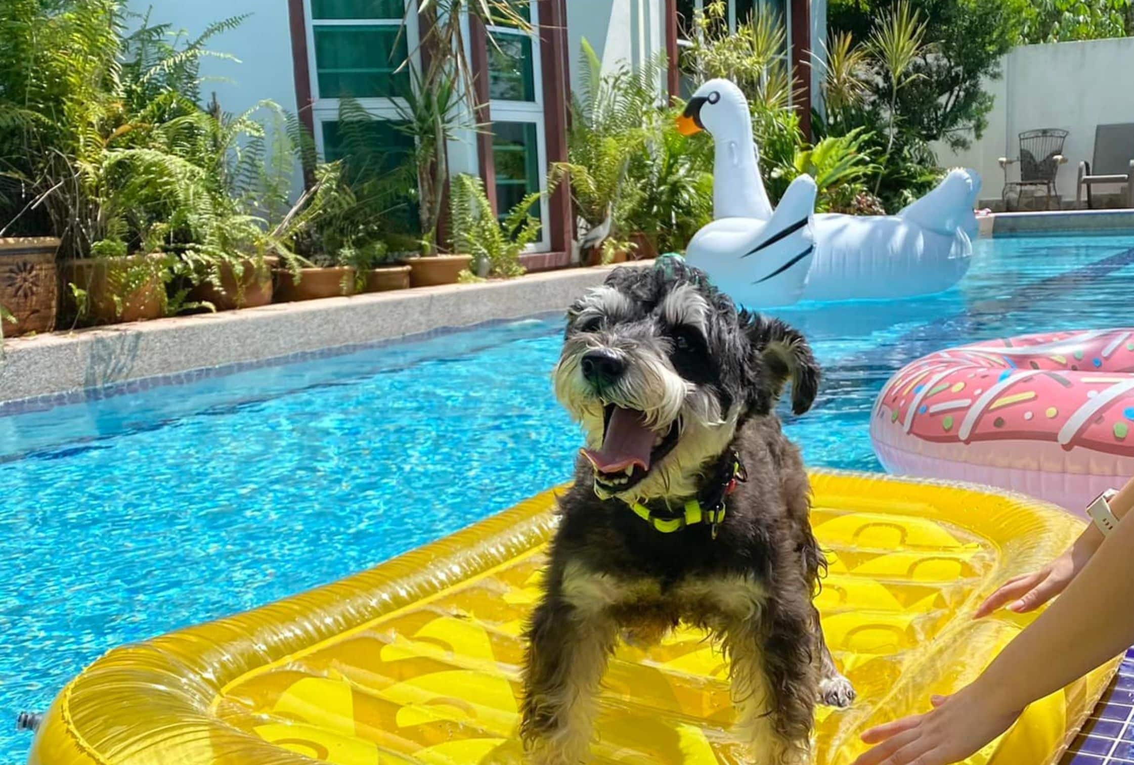 LaQuinta2 Villa Malaysia: Pet Friendly Villas