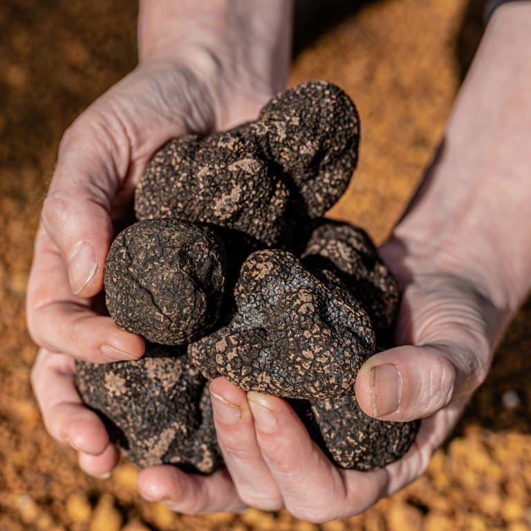 Western Australia Pemberton Truffles Hunting 4 Nights Beneath The Surface Seasonal