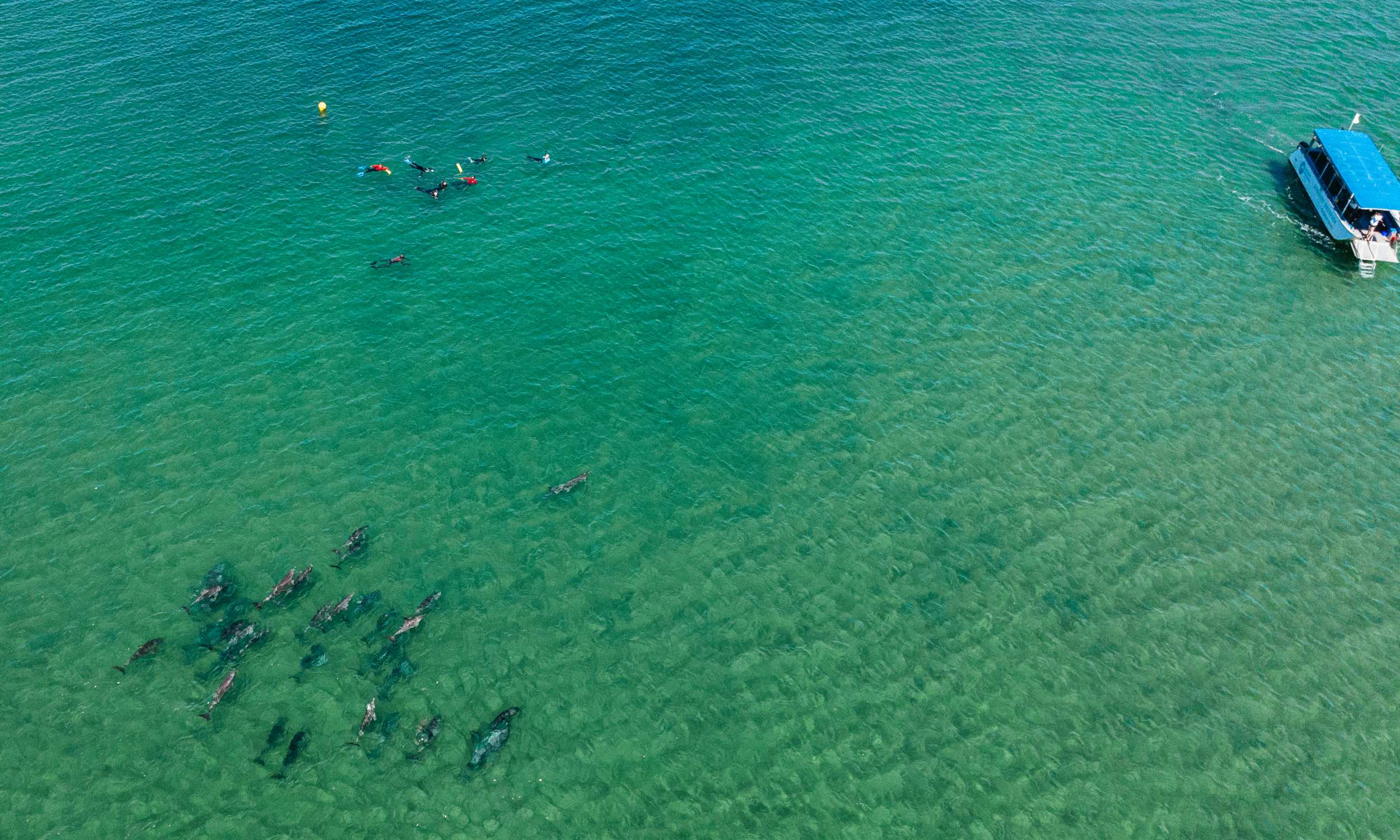 Western Australia Perth Swim with Wild Dolphins