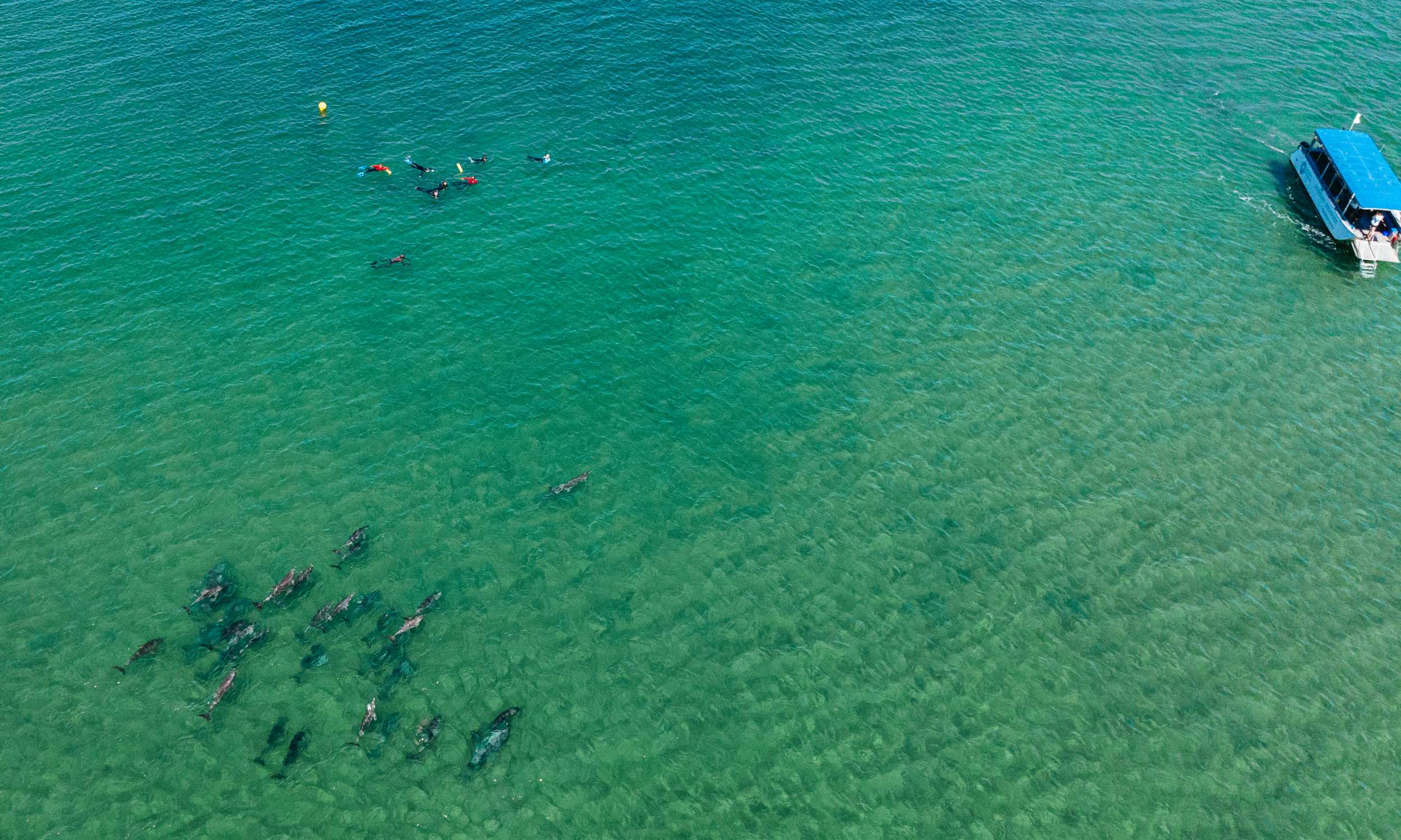 Dolphin Discovery Centre Western Australia Perth Swim with Wild Dolphins