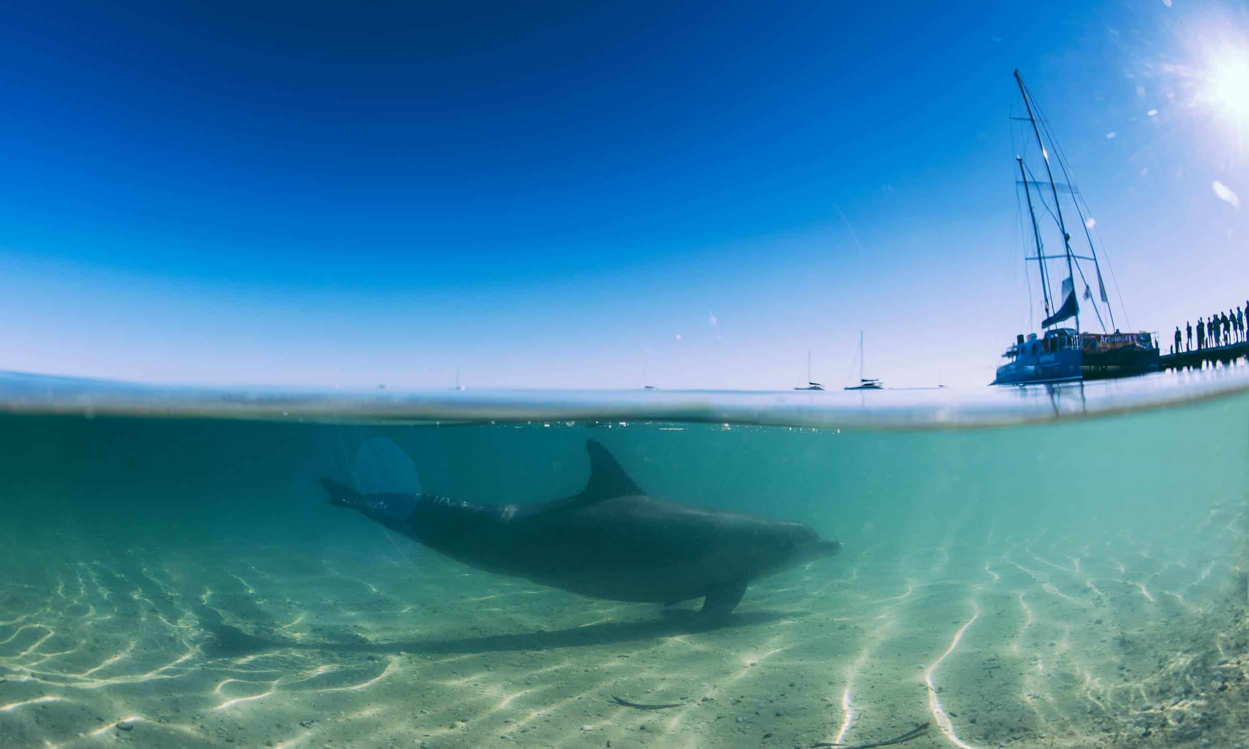 SWIM WITH WILD DOLPHINS