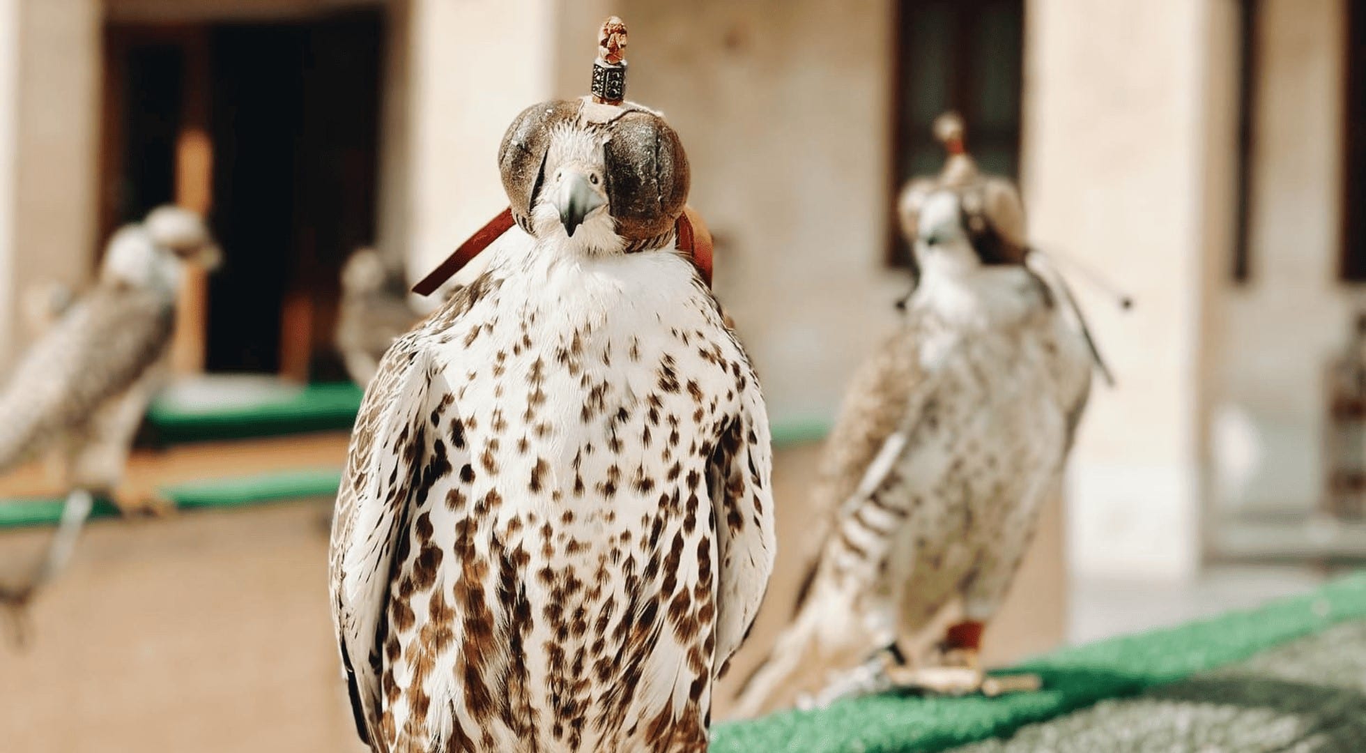 qatar travel guide 2023 - falcon