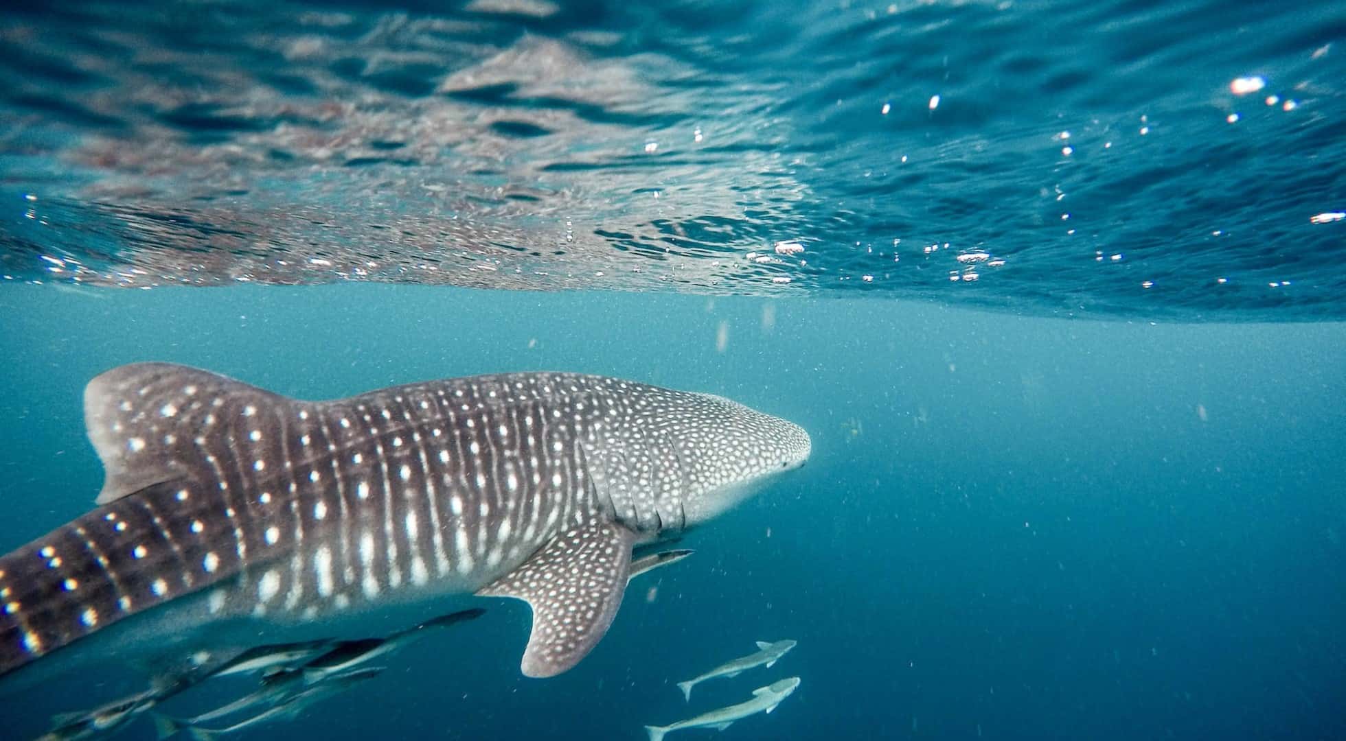 whale sharks - qatar travel