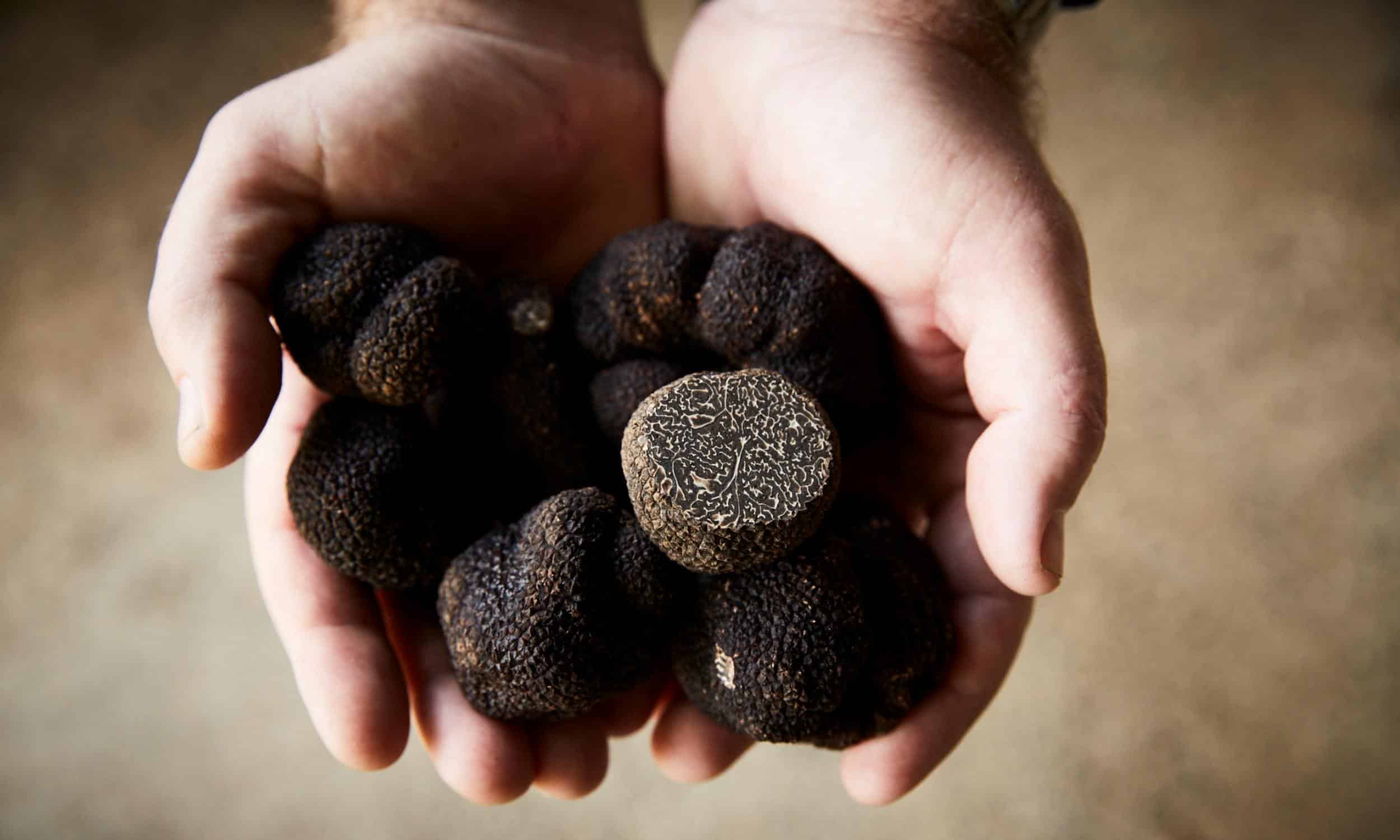 Truffles Manjimup truffles