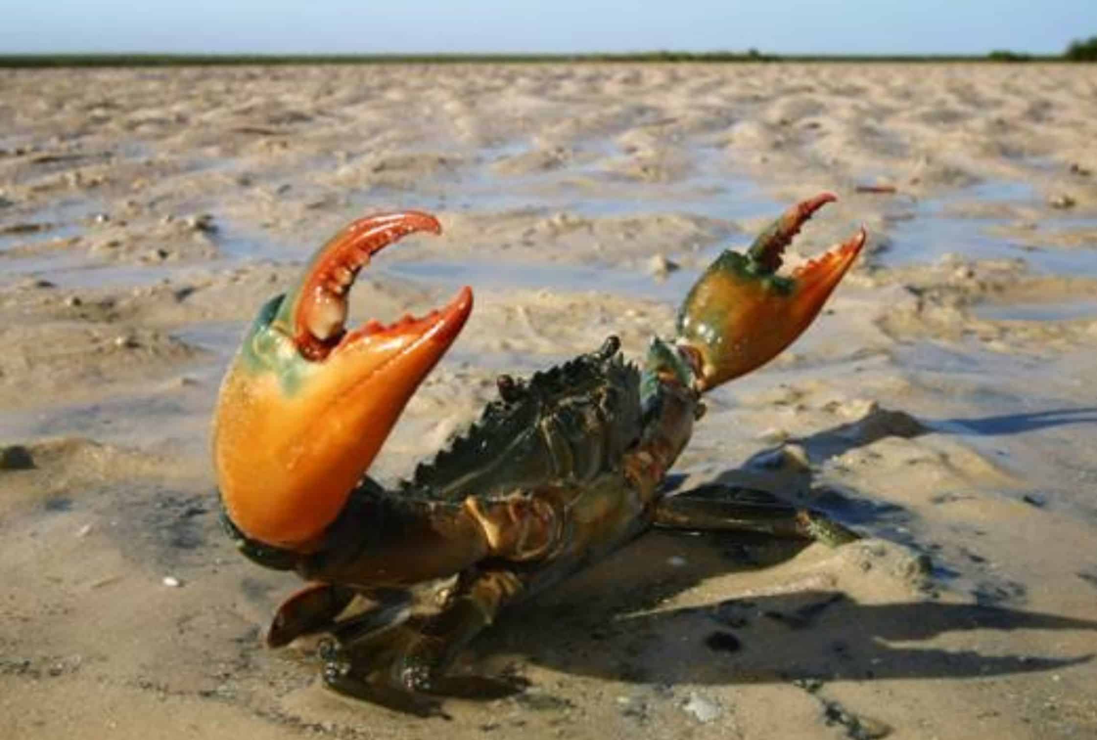 MudcrabWA Gastronomic Delights in Western Australia: Bust Tucker