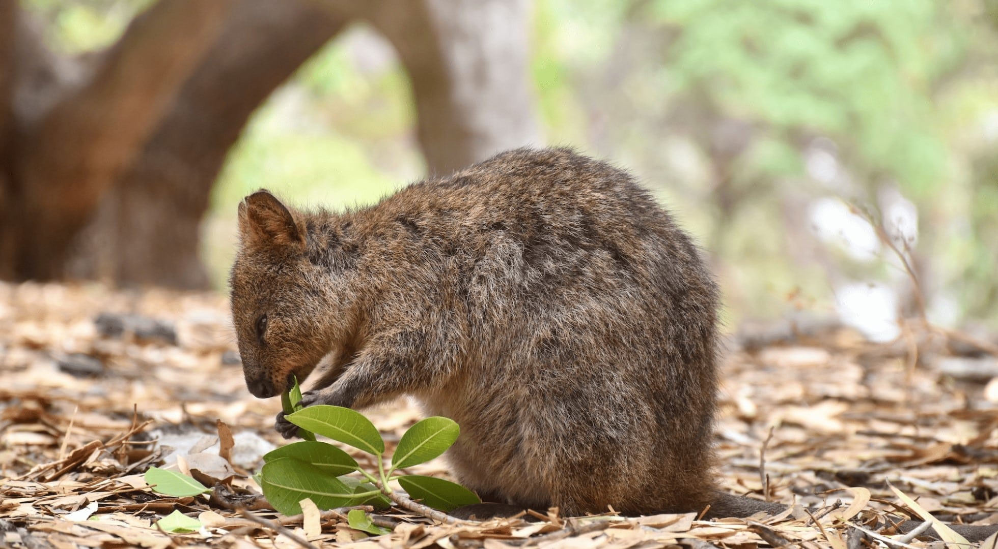 quokka - rottnest island - western australia holiday