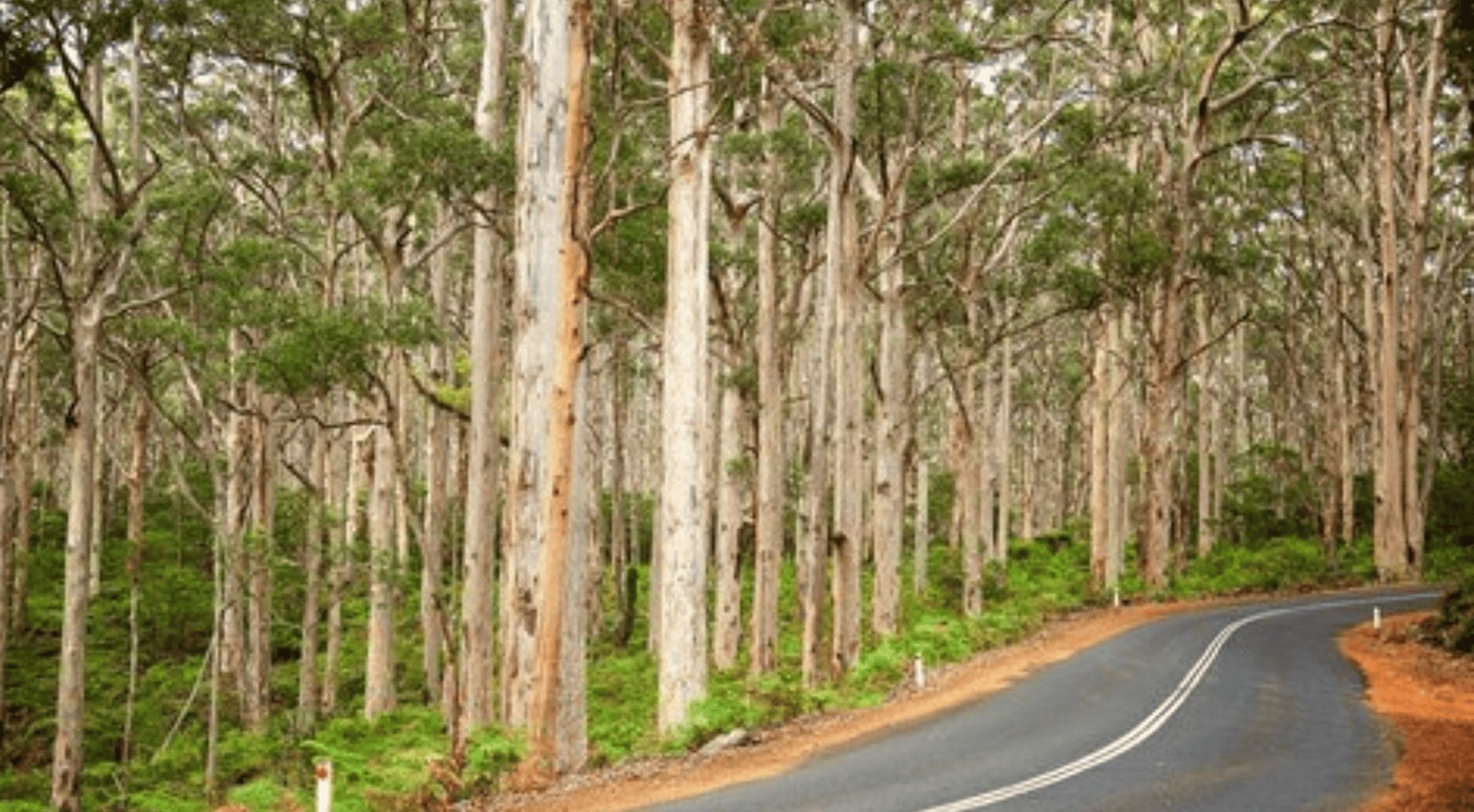 western australia travel guide - karri forest - pemberton