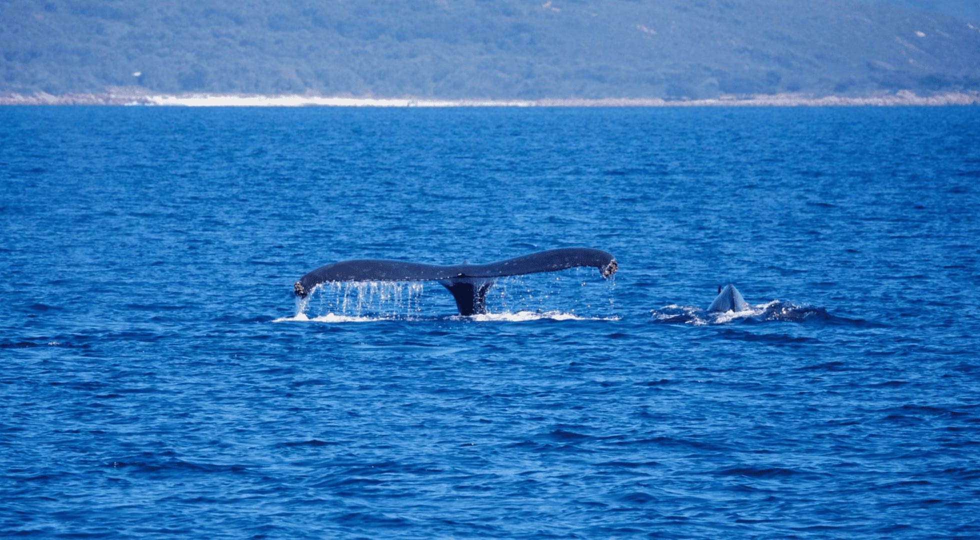 western australia travel guide - whale watching - margaret river