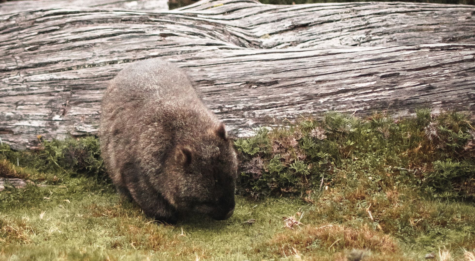 Untitled 1960 × 1080px 16 wombat