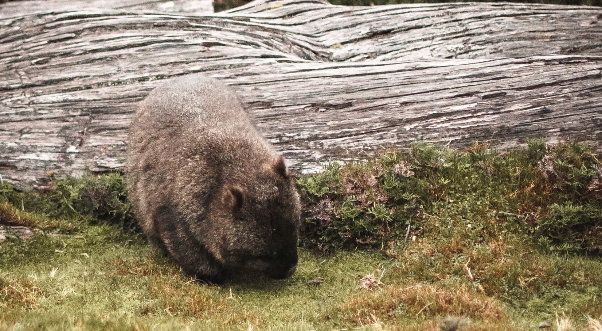 wombat