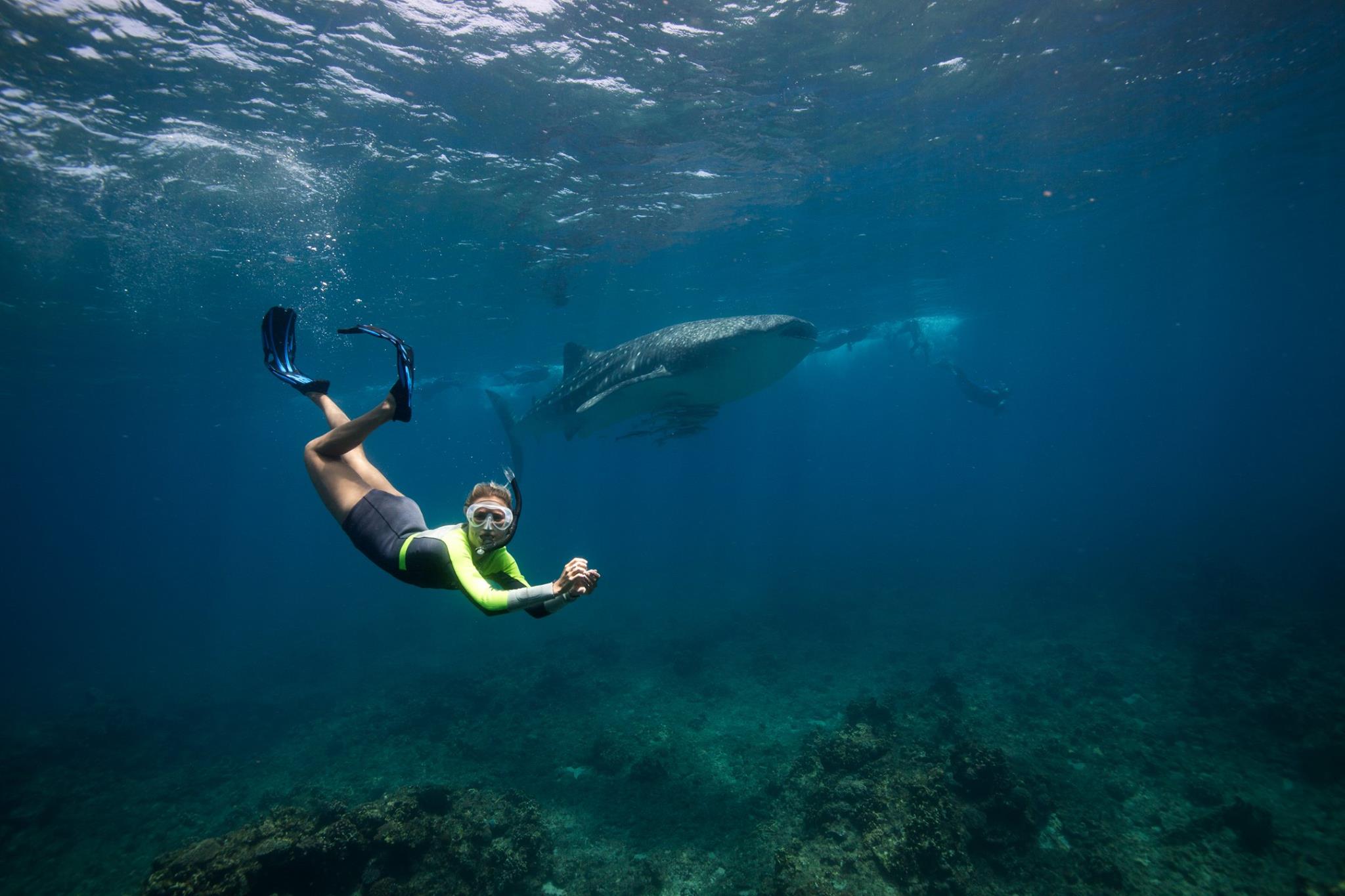sal salis ningaloo reef ningaloo-reef