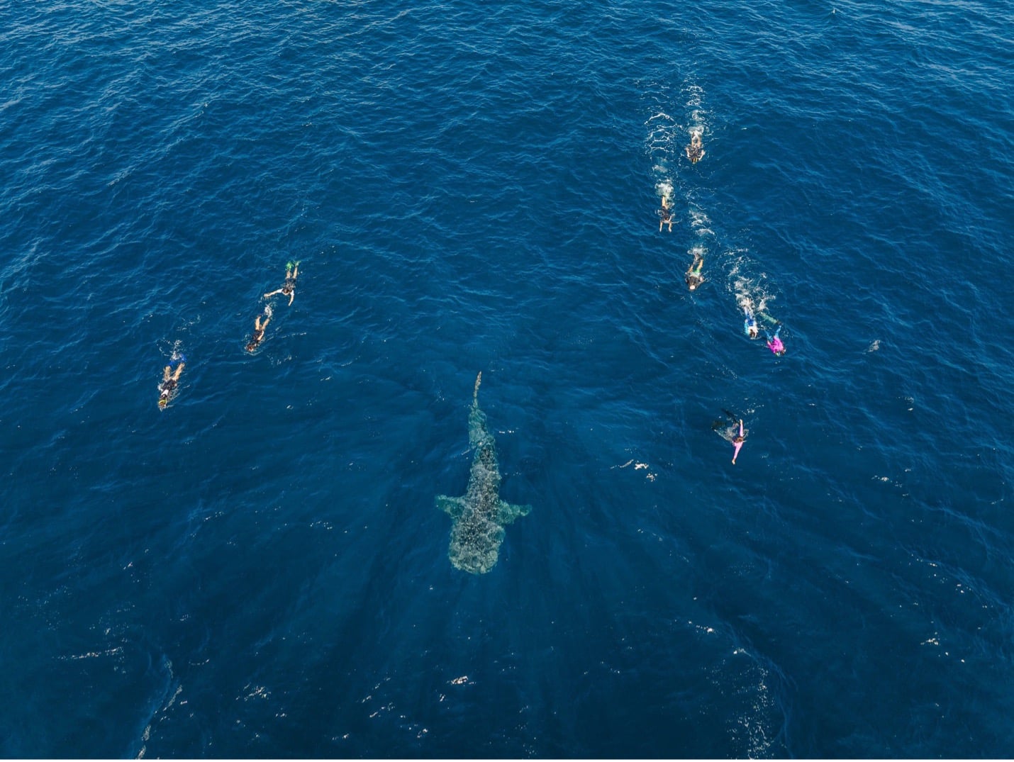 Exmouth Dive Whalesharks Ningaloo. Photo credit Tourism Western Australia