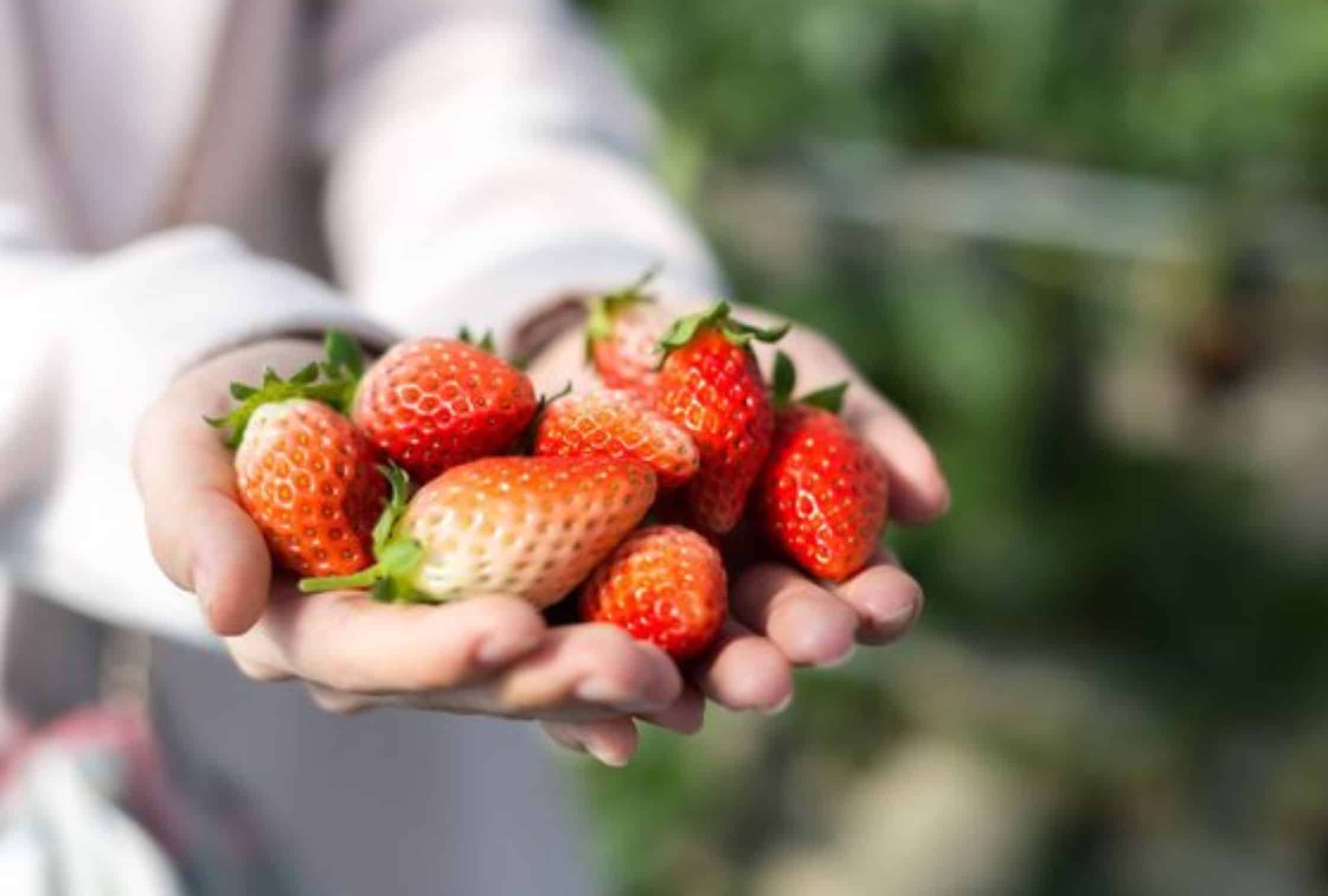 Winter gastronomic adventure in Japan: Strawberries