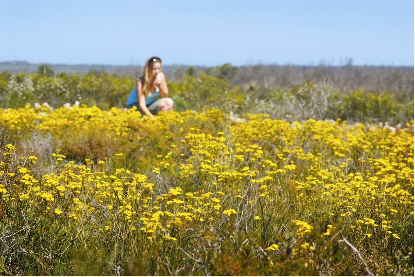 Yellow verticordia wildflowers on Springdale Road. Photo credit Tourism Western Australia