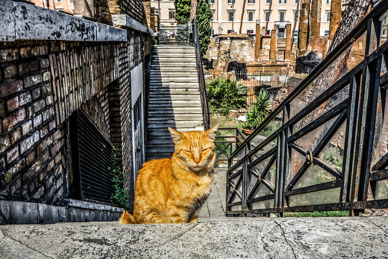 Image of cat at the Torre Argentina Cat Sanctuary as one of the places to go in Italy.