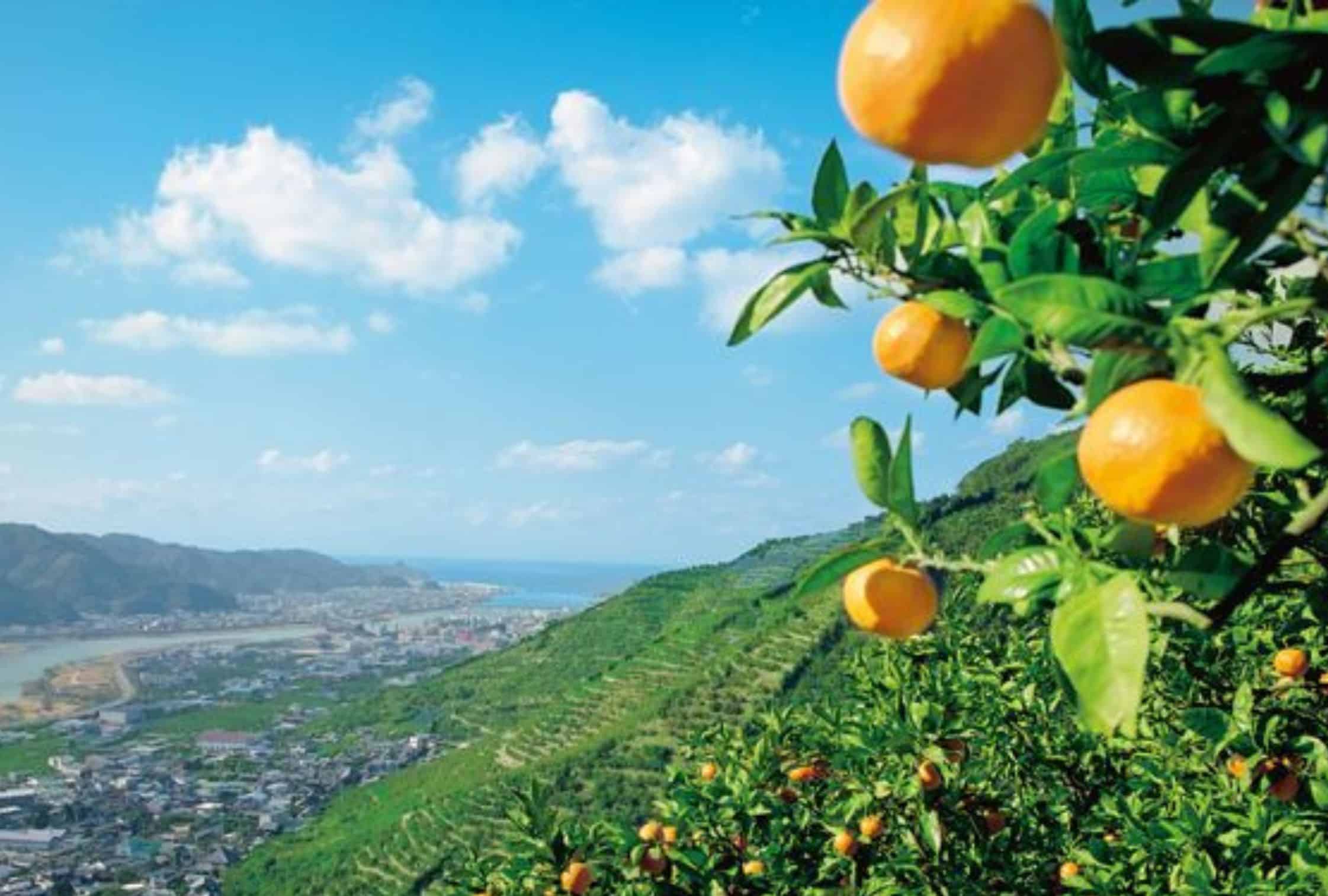 japanesemikan Winter food in Japan: Mikan fruits