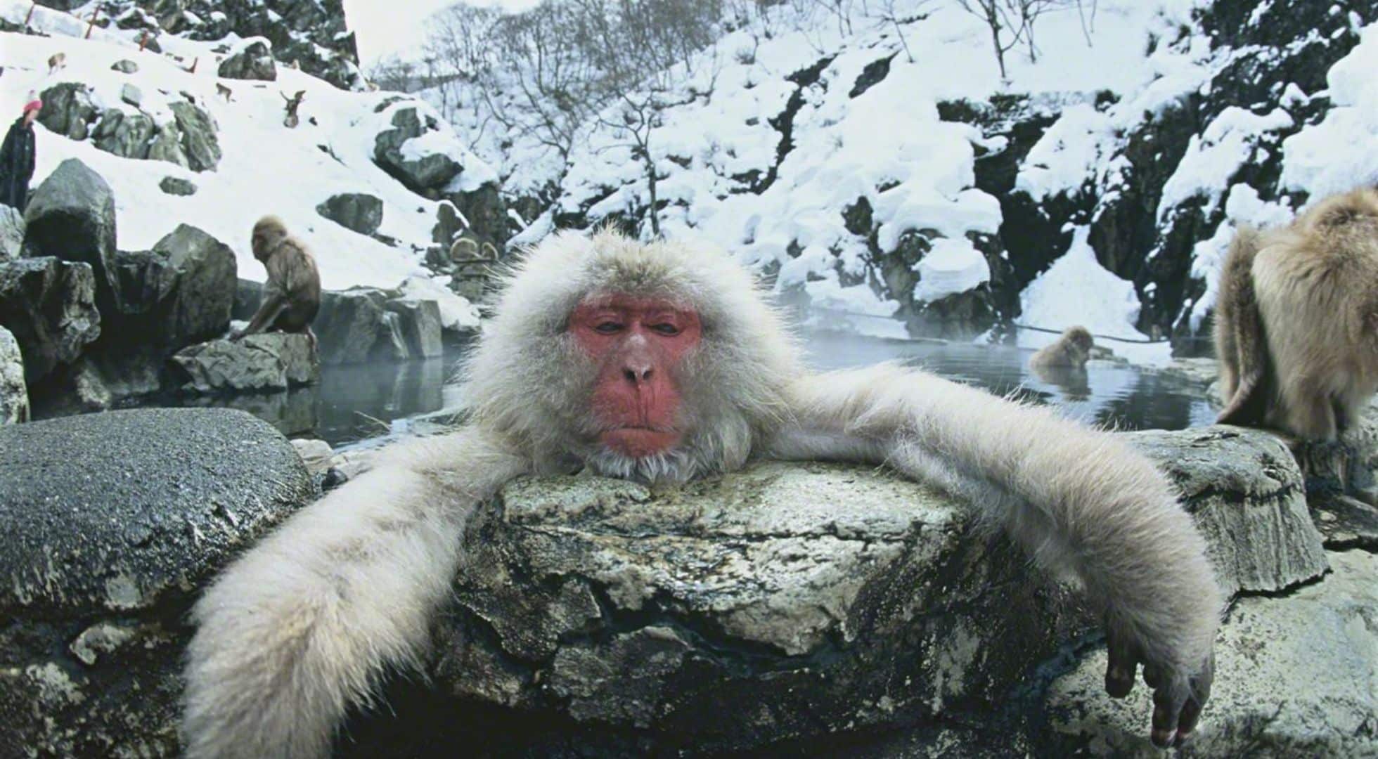 nippon com snow-monkeys