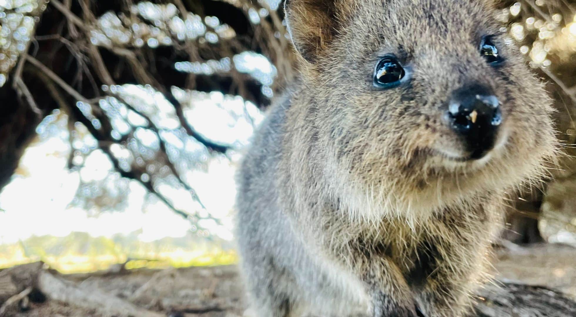 Image of a quokka marsupial native to Rottnest Island, highlighted as an attraction in the Perth solo travel guide. 