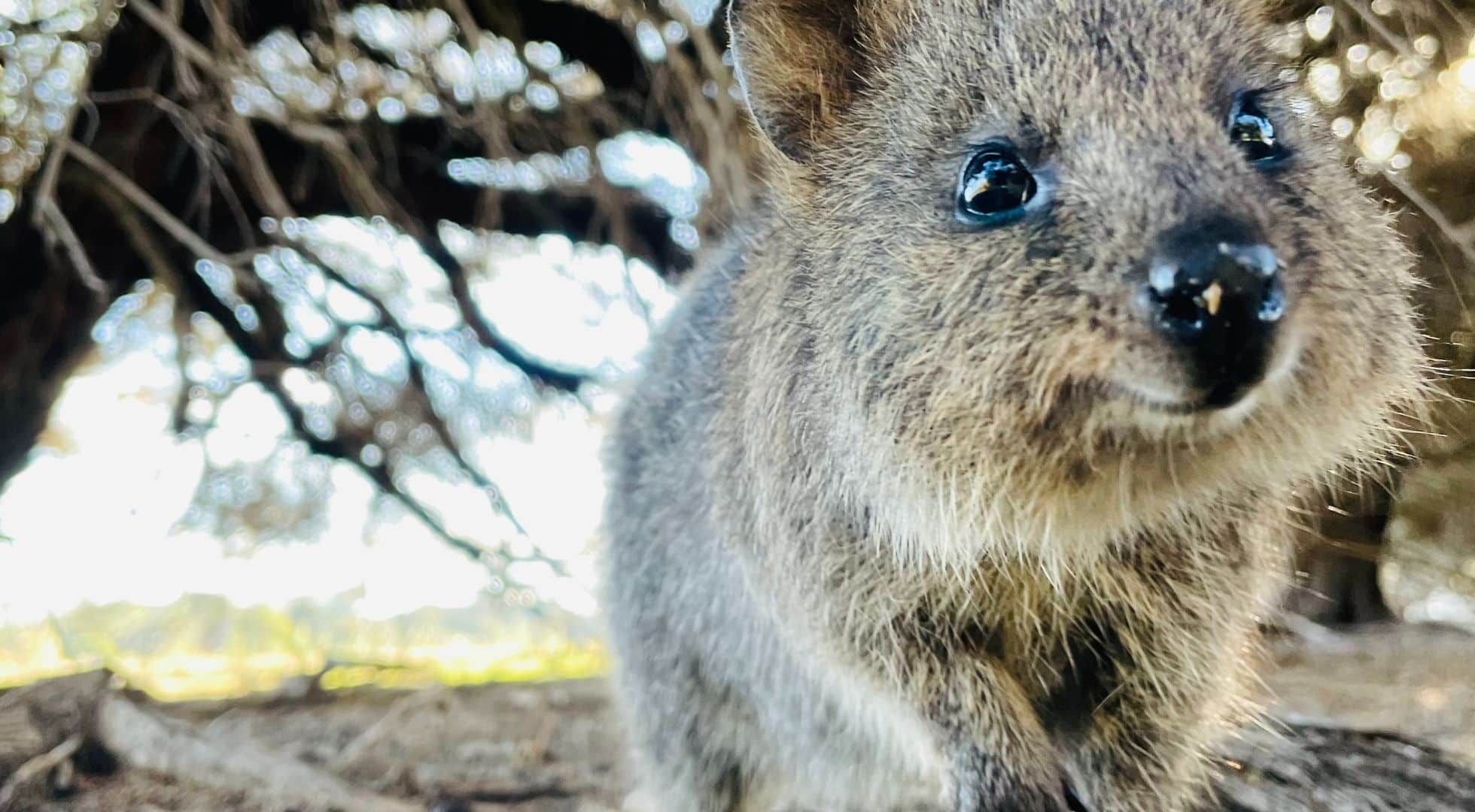 Untitled 1960 × 1080px 23 Image of a quokka marsupial native to Rottnest Island, highlighted as an attraction in the Perth solo travel guide.