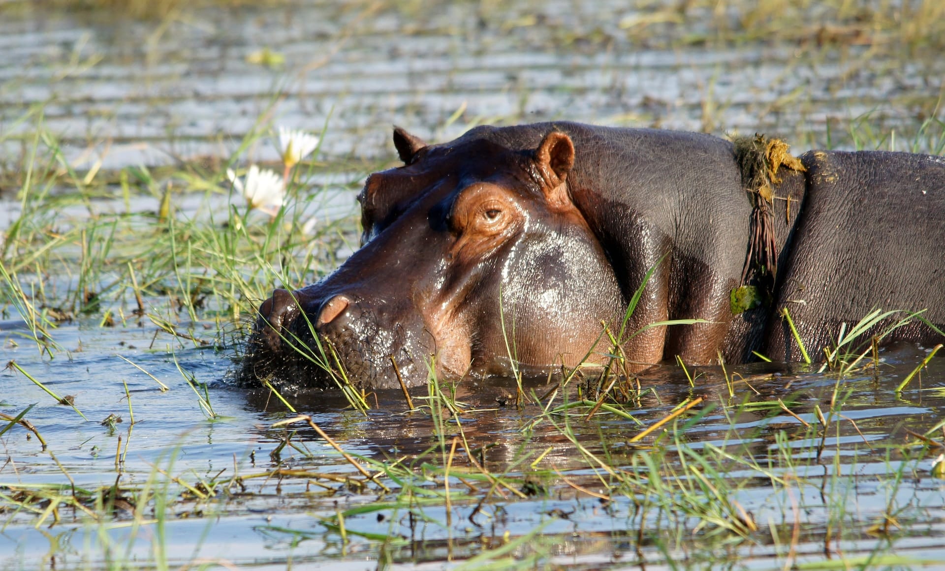 Hippopotamus resting by the Zambezi River