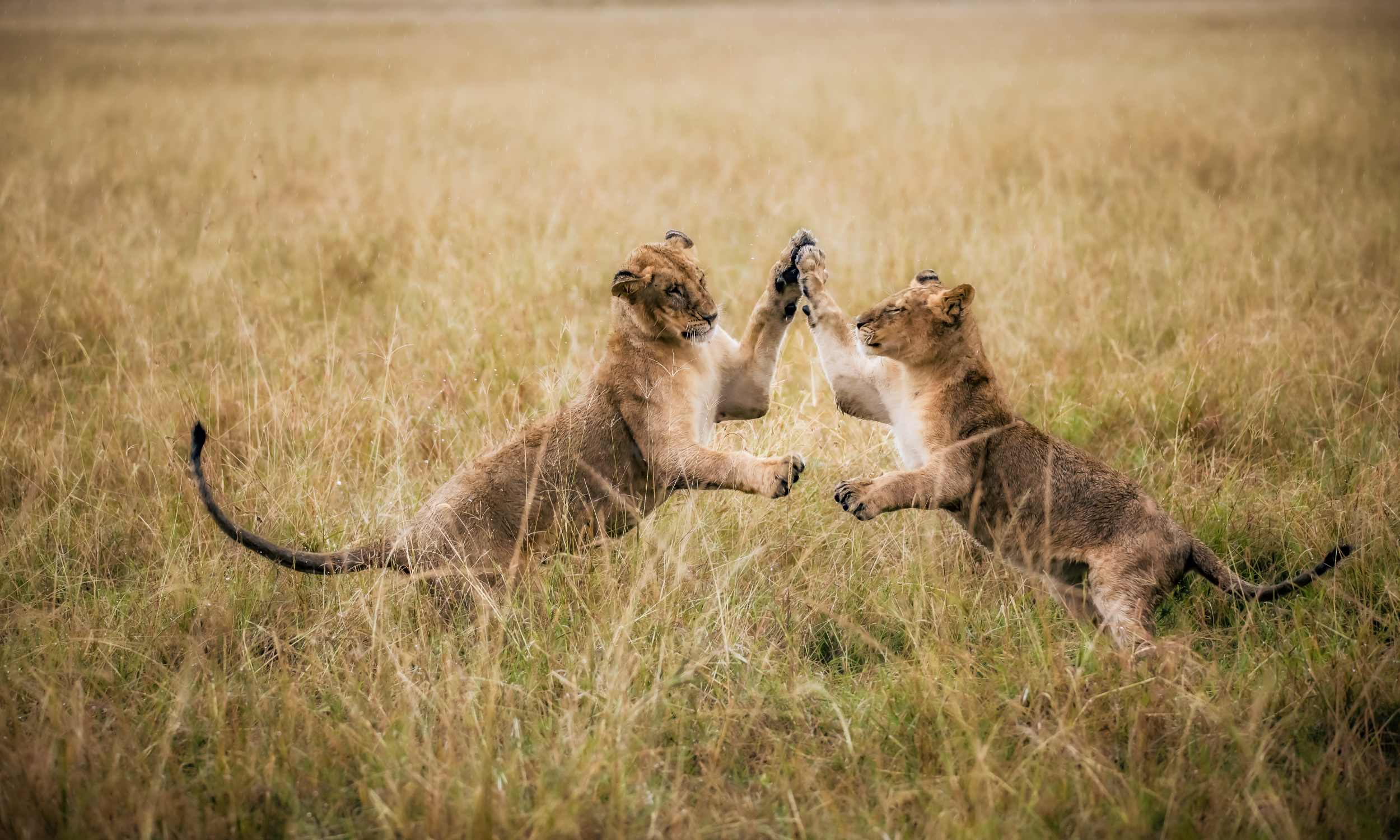 Lion- Kenya