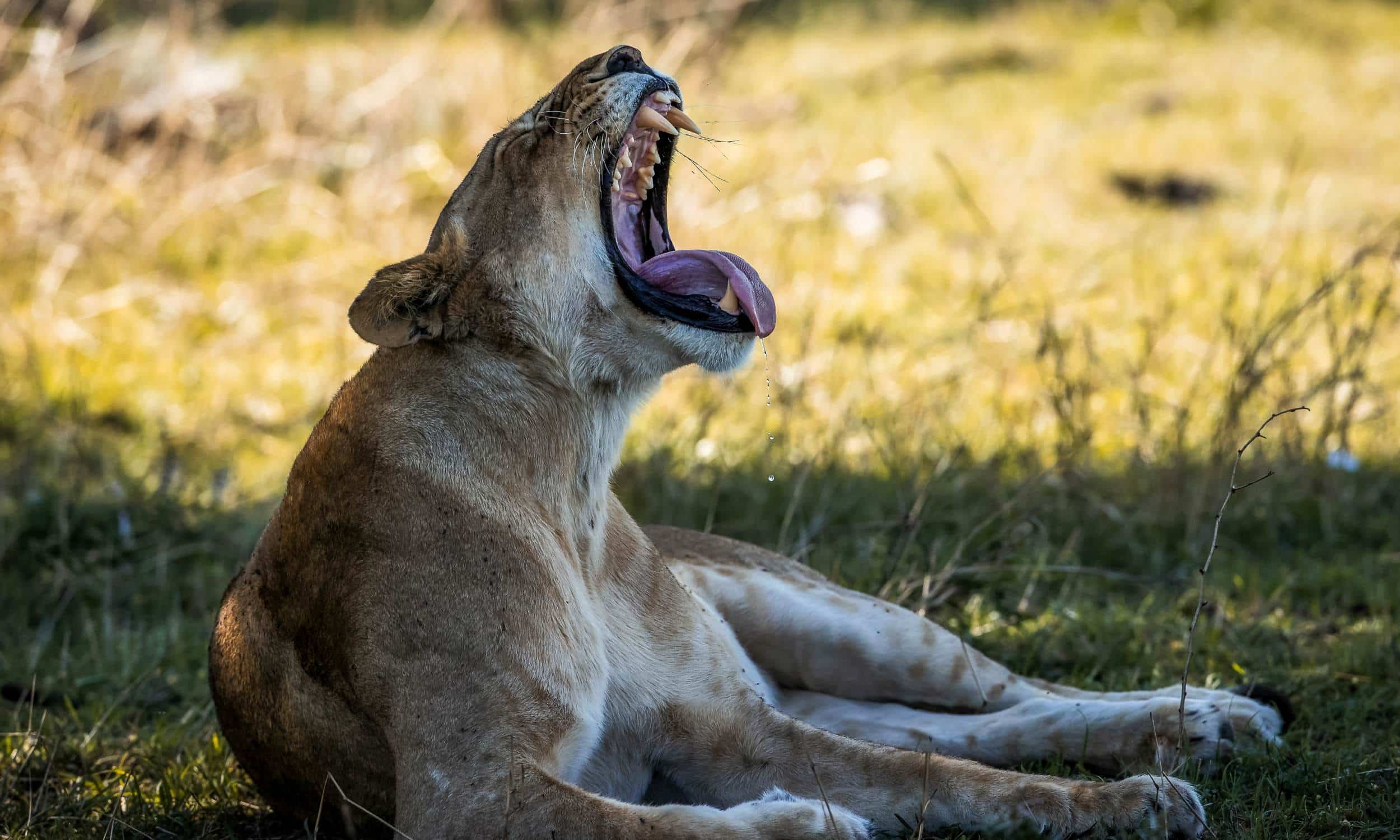 Elewana Serengeti Migration Camp