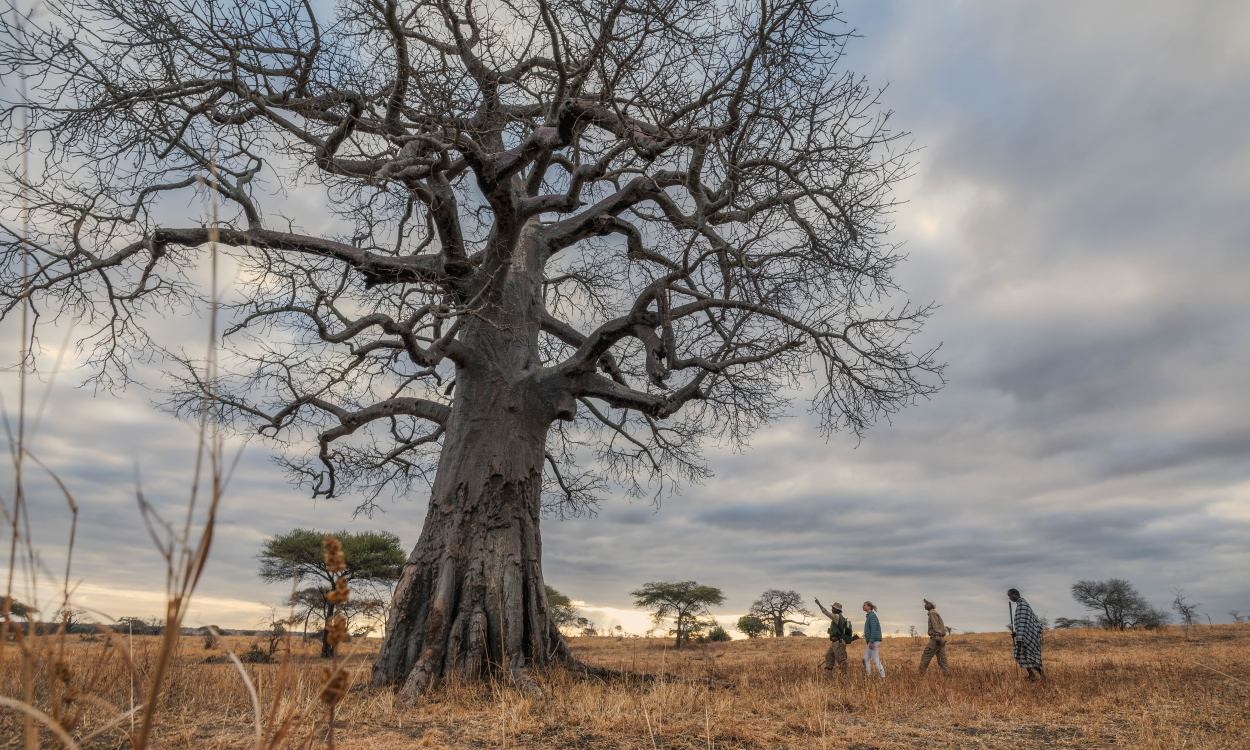 Elewana Tarangire Treetops Walking SafariWithBaobab