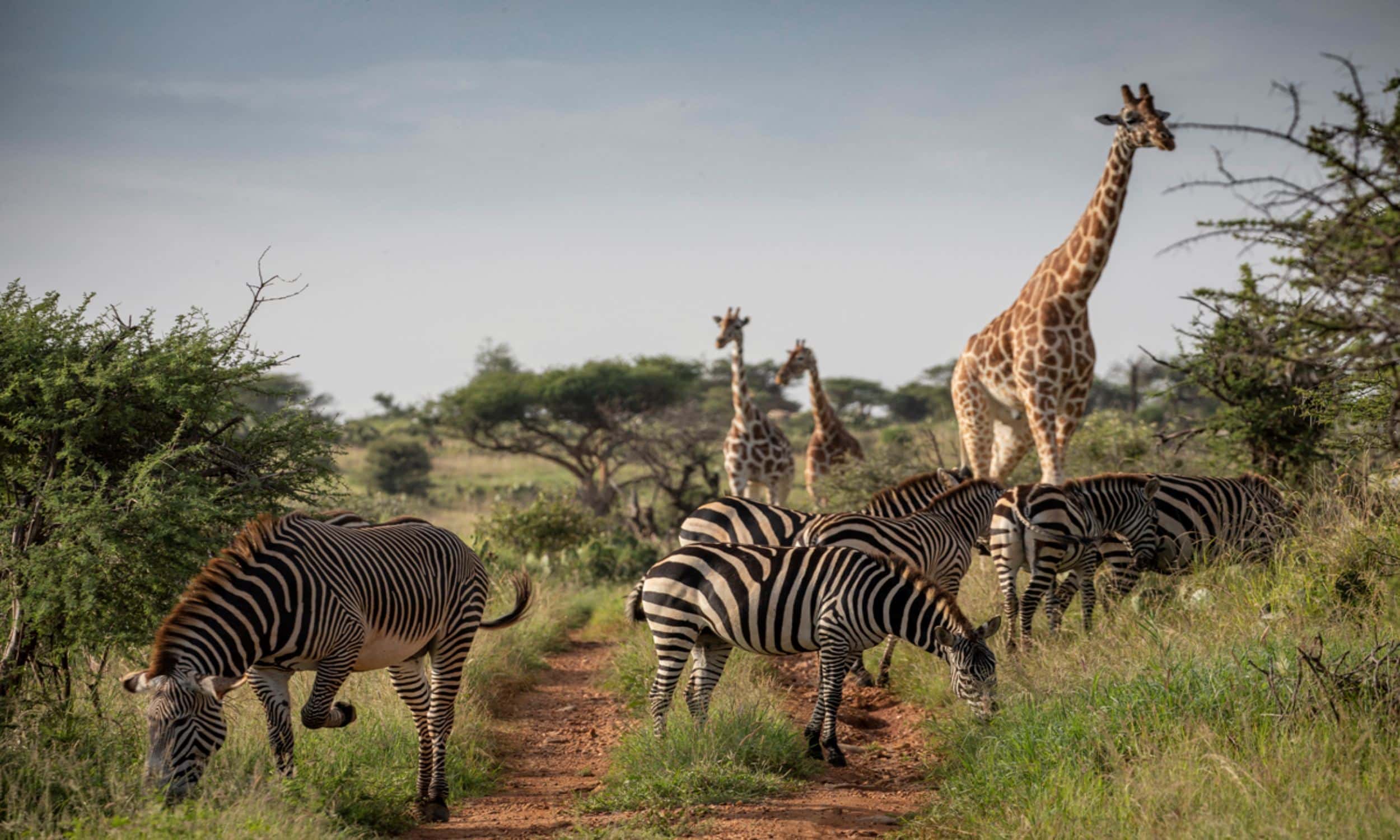 Loisaba Wildlife Reticulated Giraffe Burchells Zebra 1