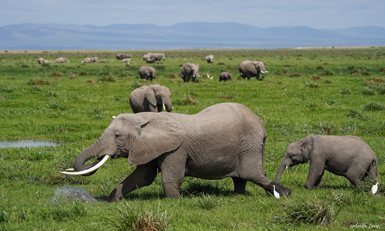 Tortilis Camp Amboseli Wildlife Elephants