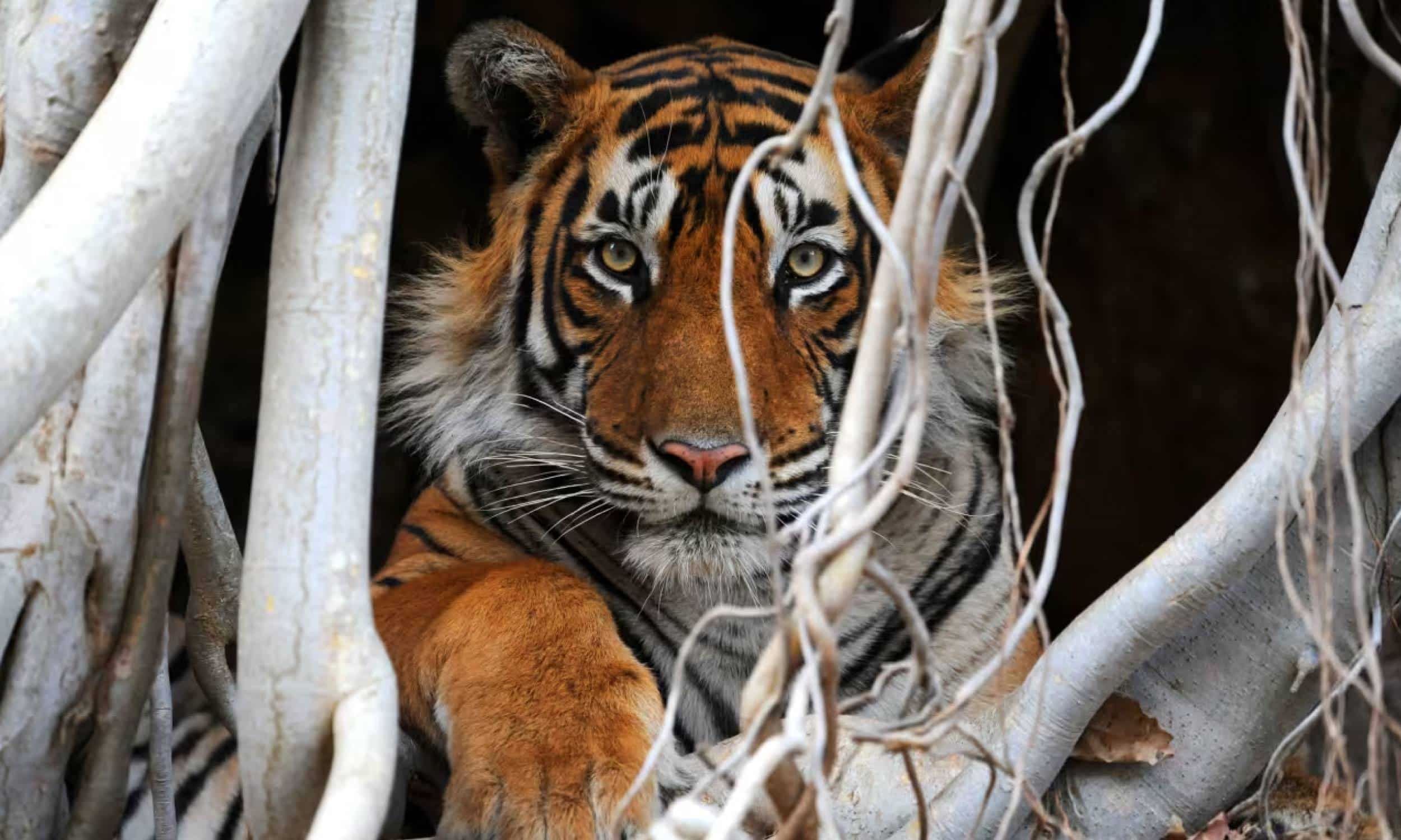 Belmond Eastern Oriental - Wild Malaysia