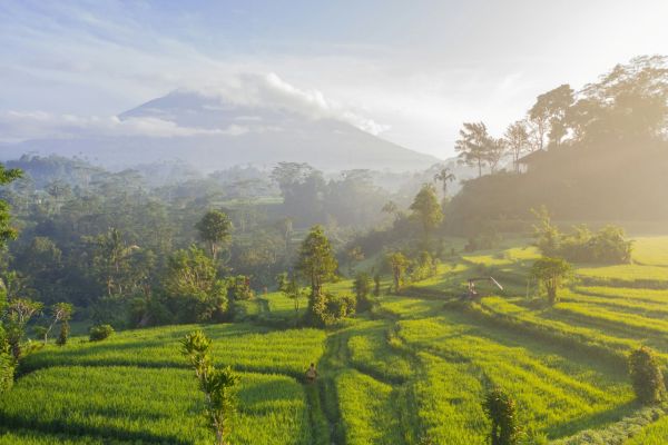 Jatiluwih Rice Terraces, Bali, Indonesia