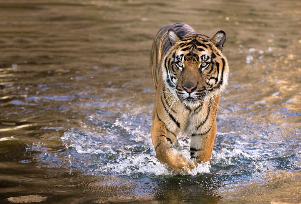 Malayan Tiger