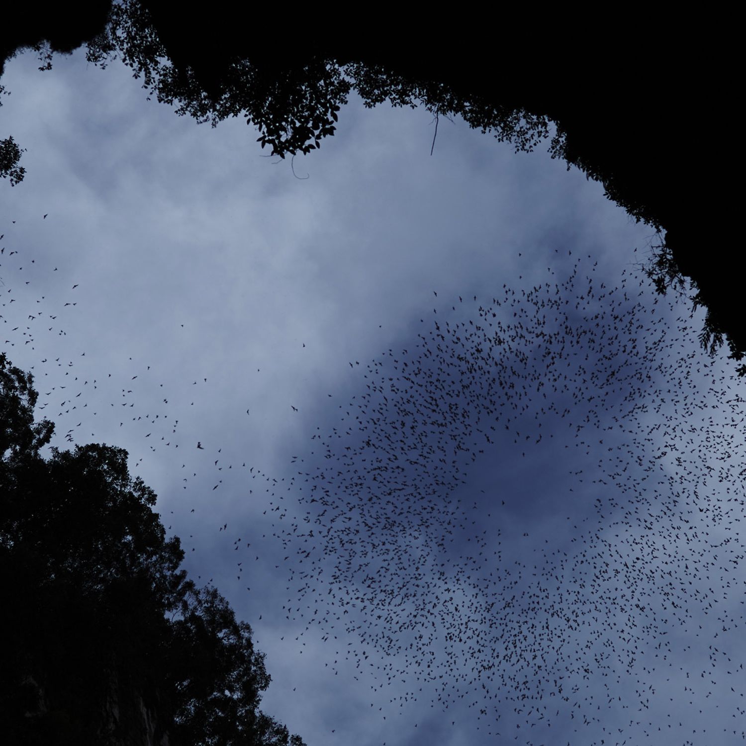 Mulu Marriott - Deer Cave & fruit bat