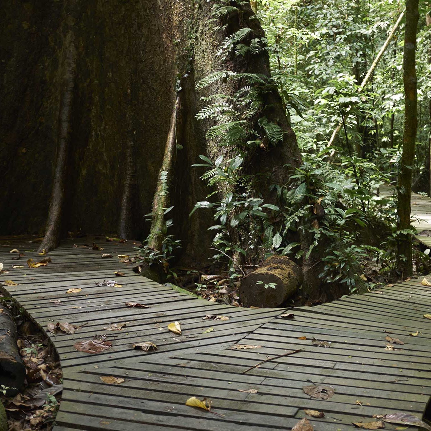 Mulu Park - Palm species