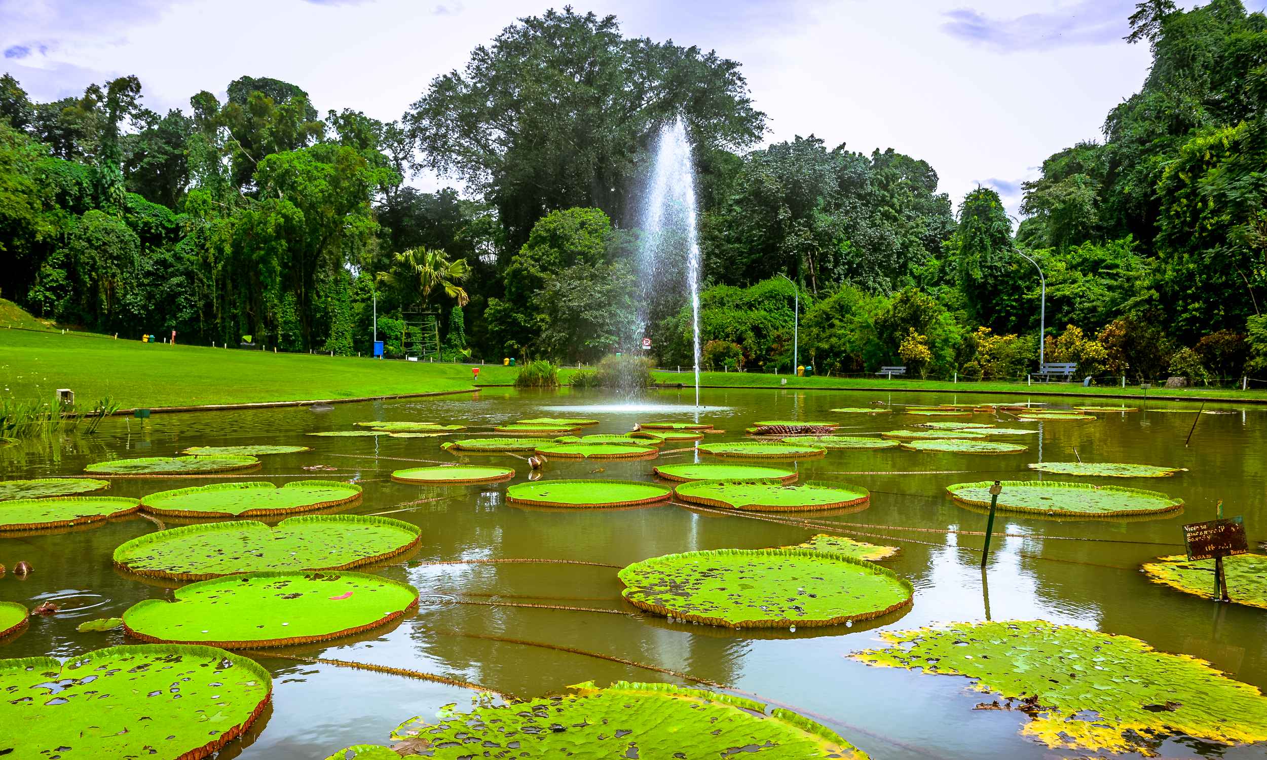 Kebun Raya Bogor 19